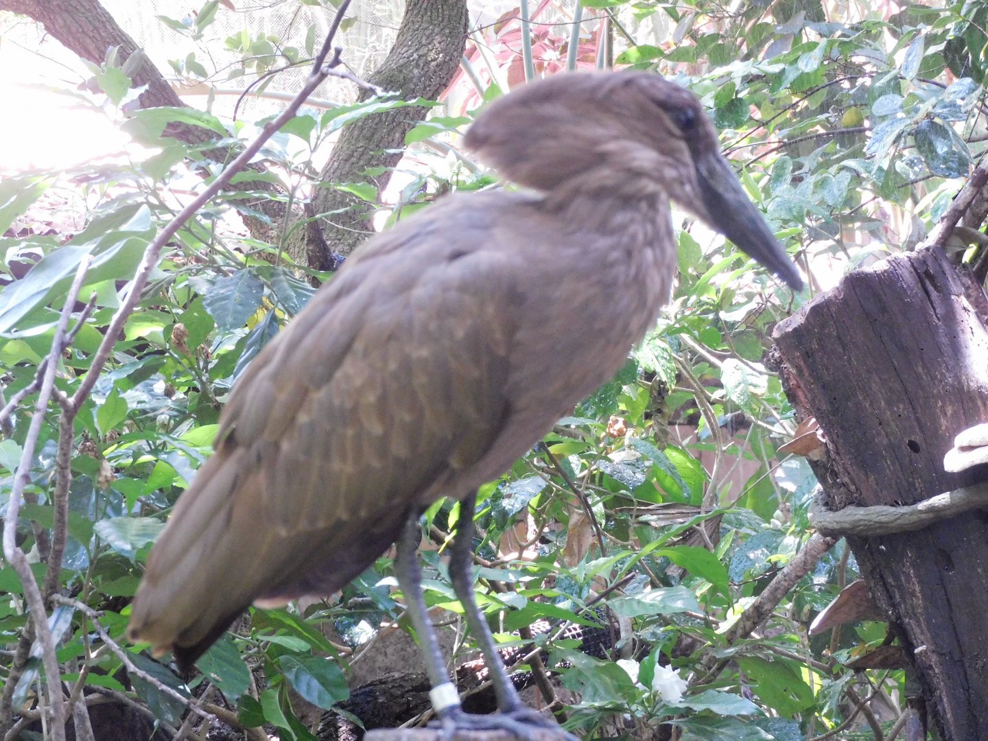 Hamerkop