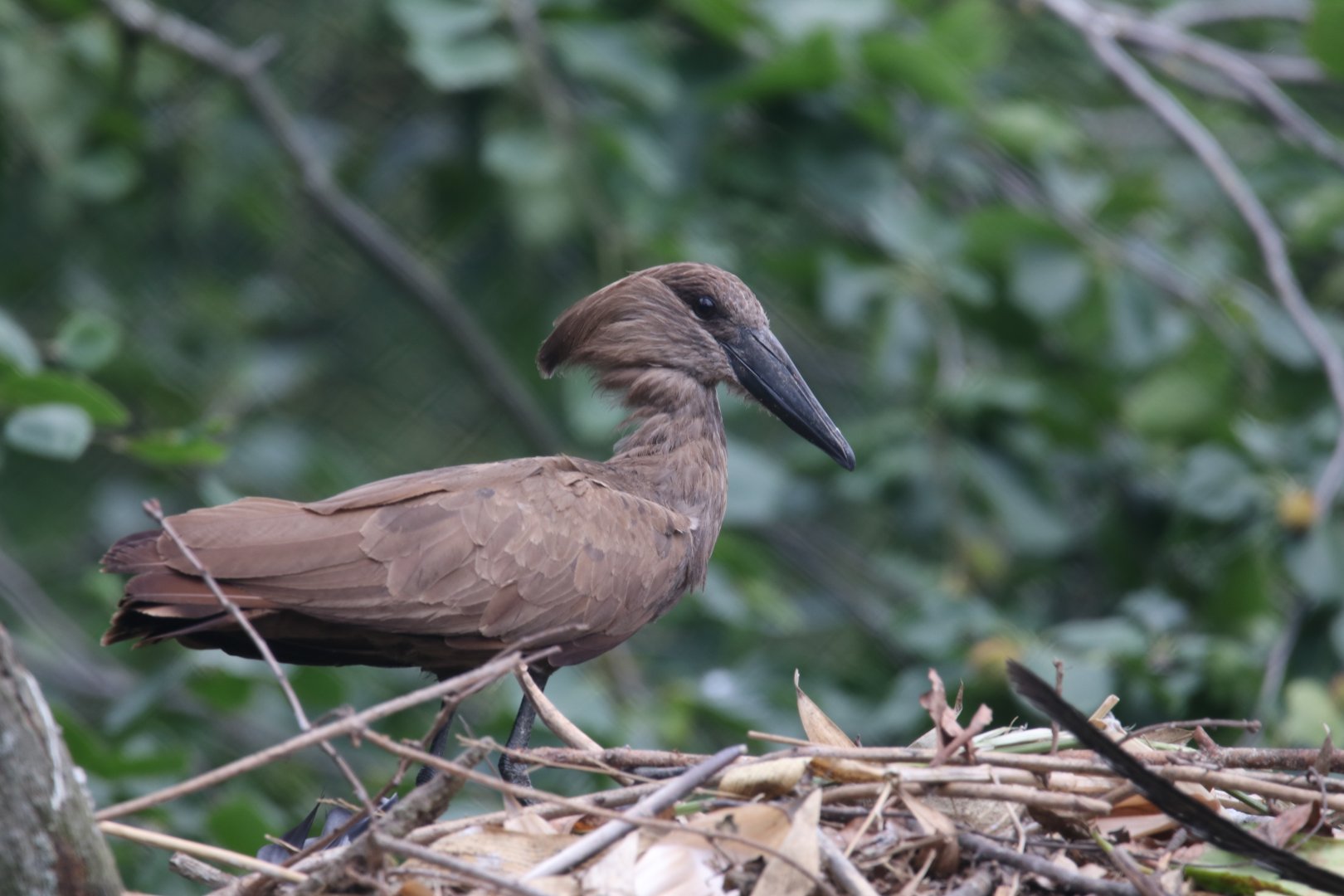 Hamerkop