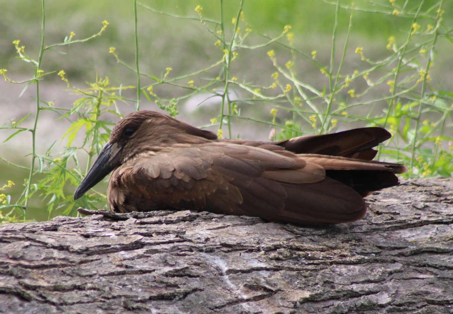 Hamerkop
