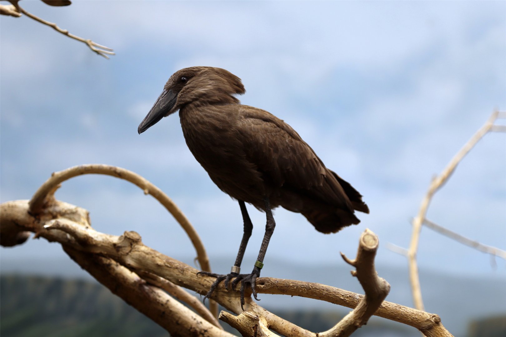 Hamerkop
