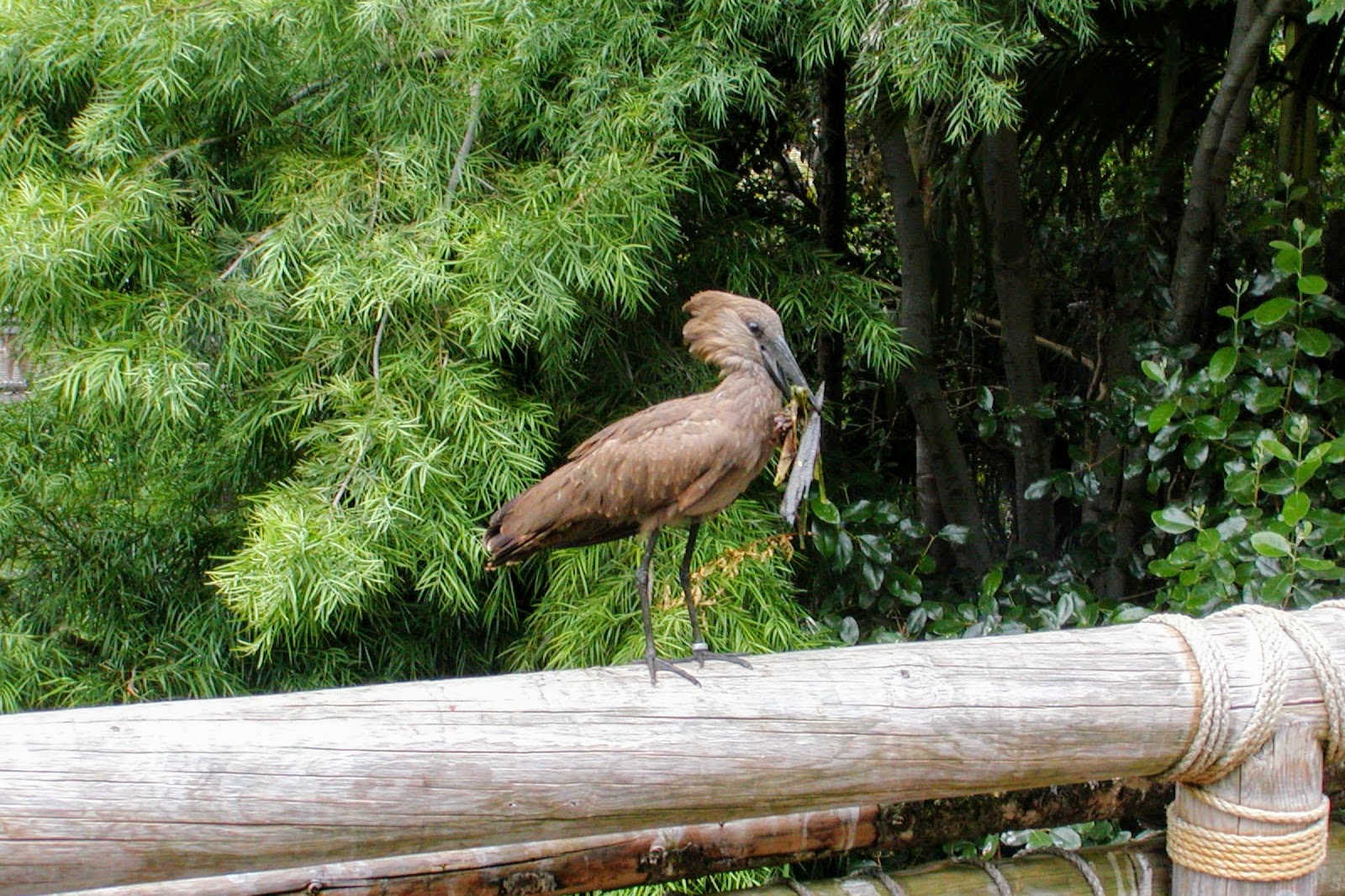 Hamerkop
