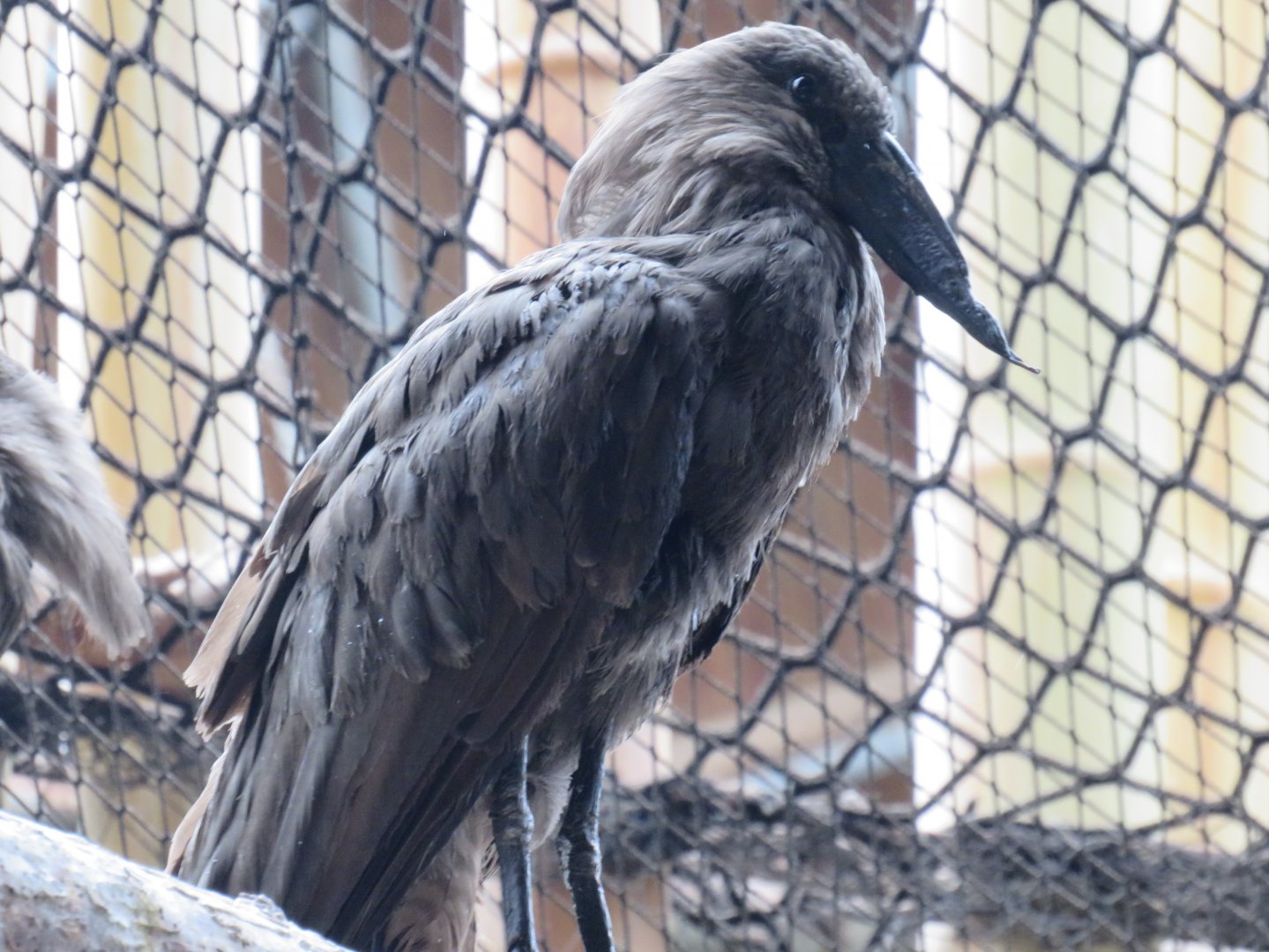 Hamerkop