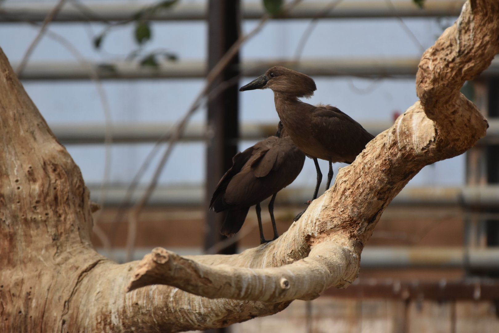 Hamerkop