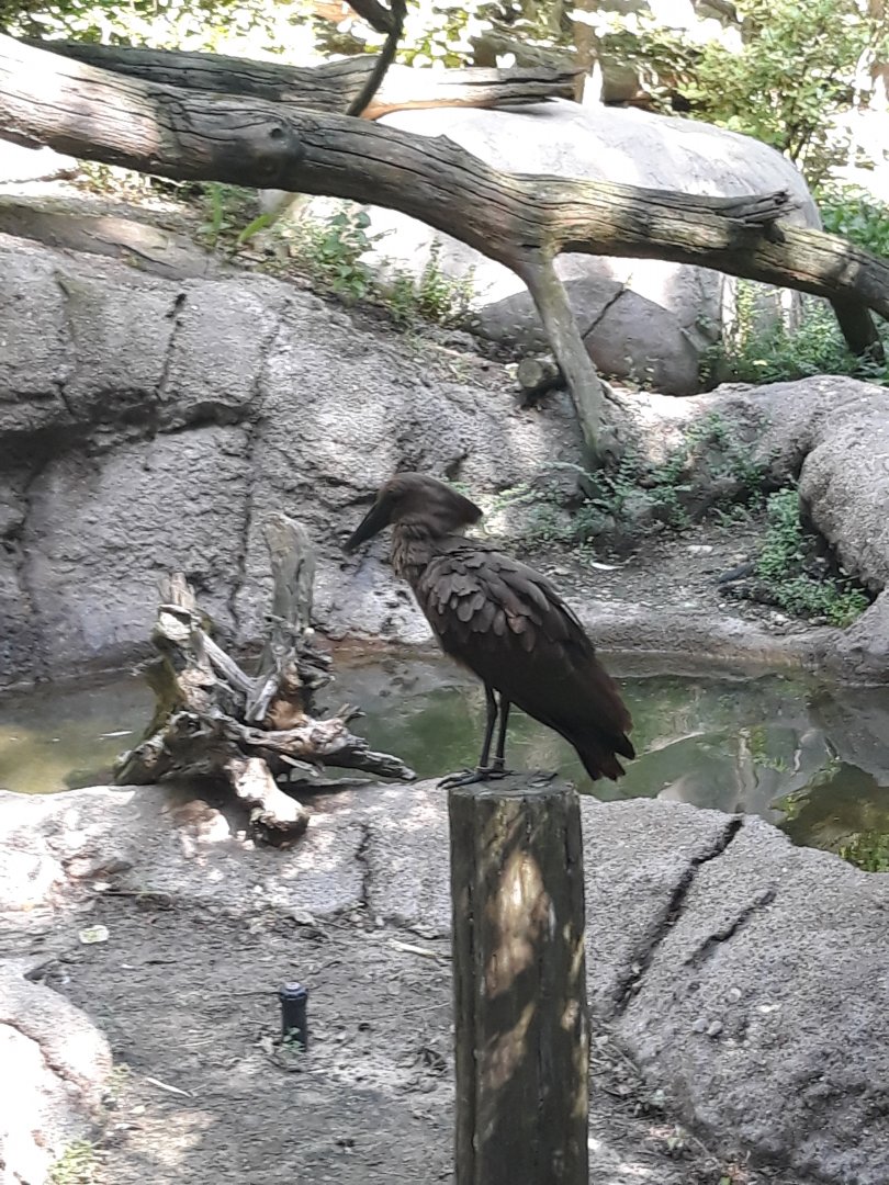 Hamerkop