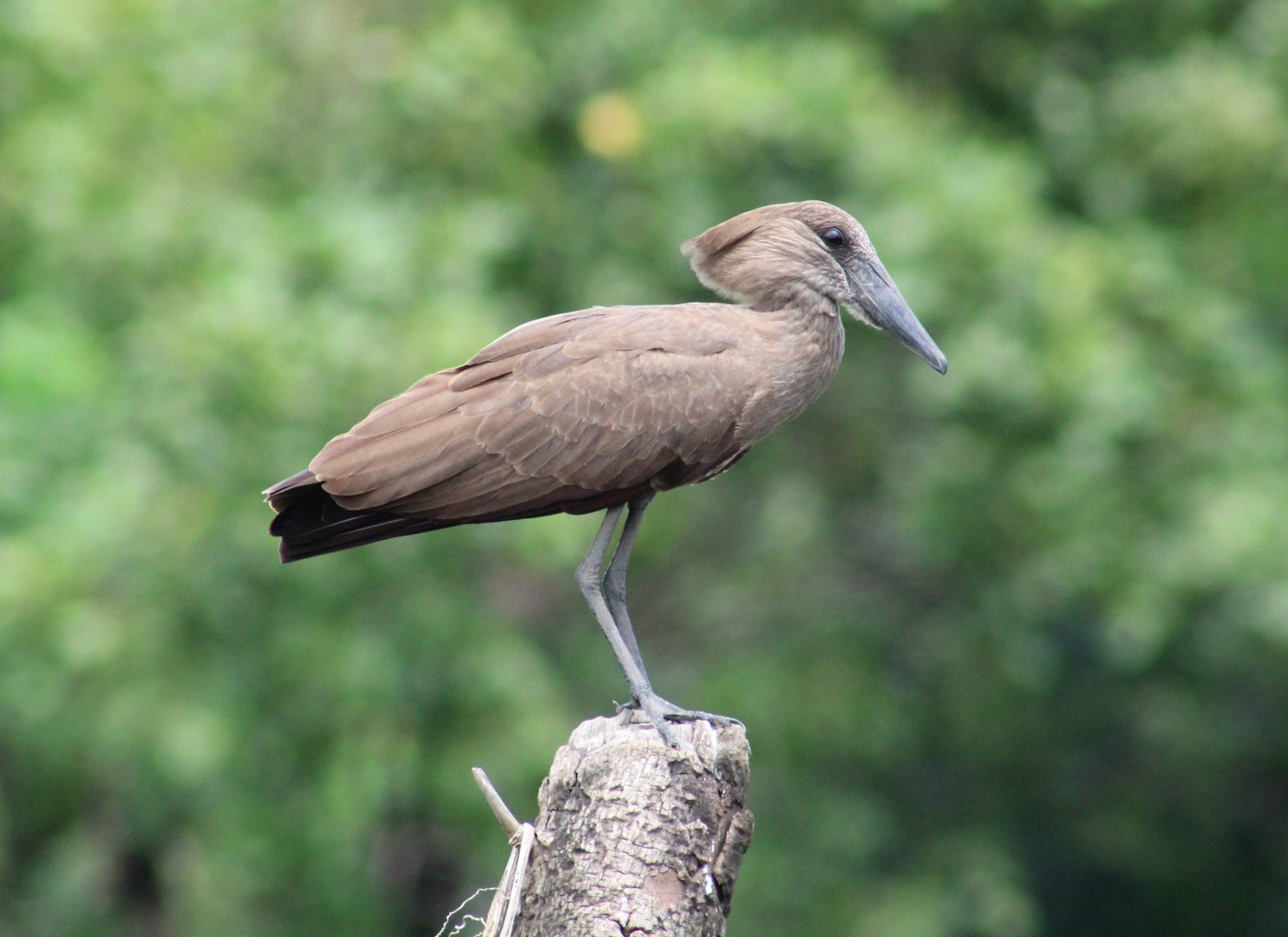 Hamerkop