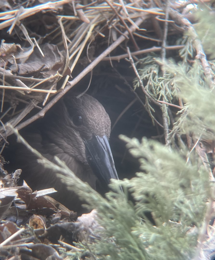 Hamerkop