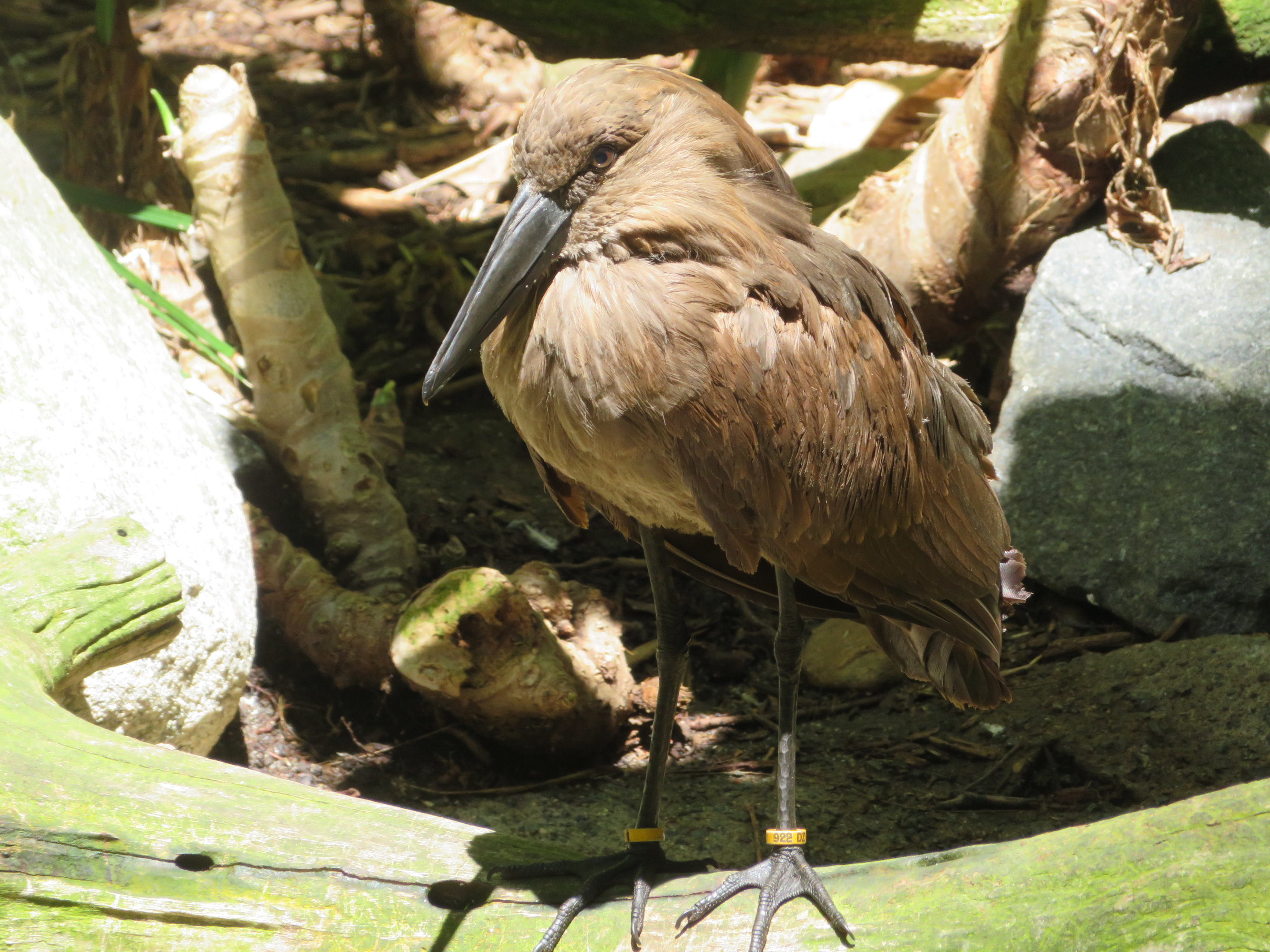 Hamerkop