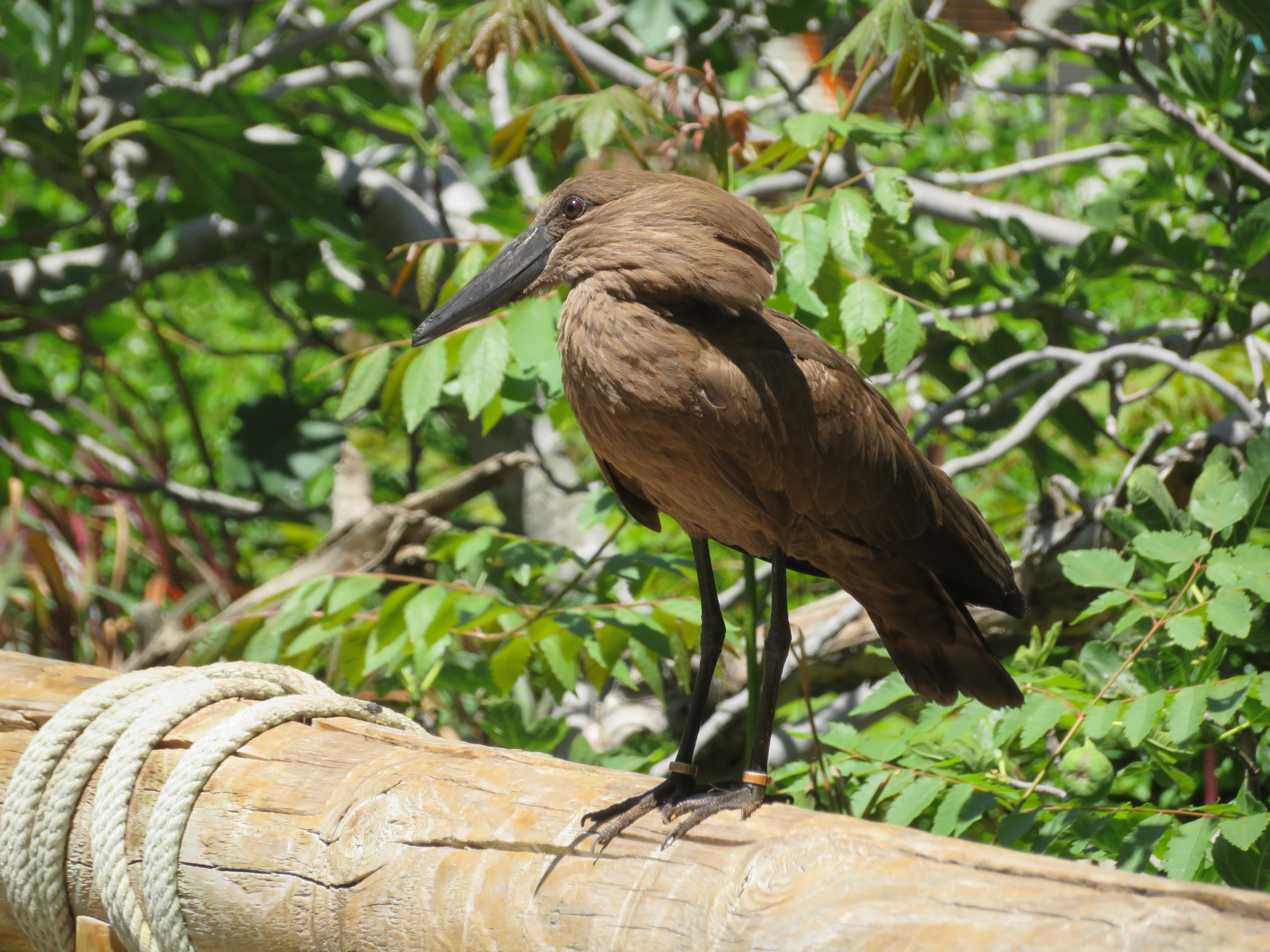 Hamerkop