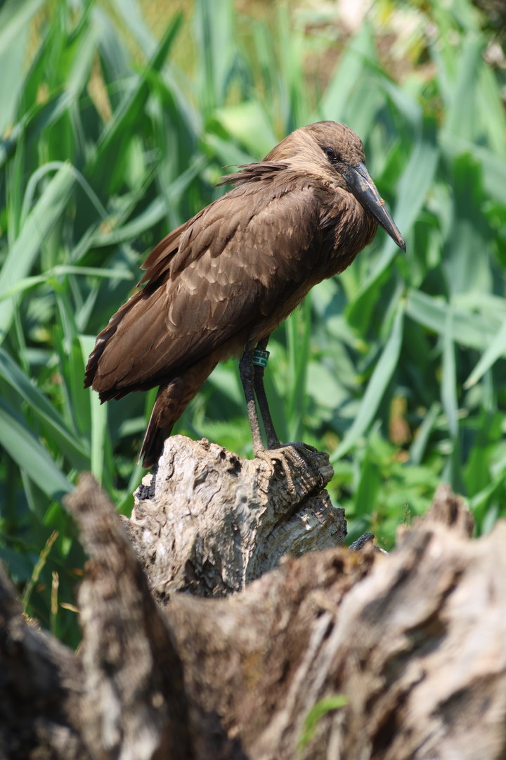 Hamerkop