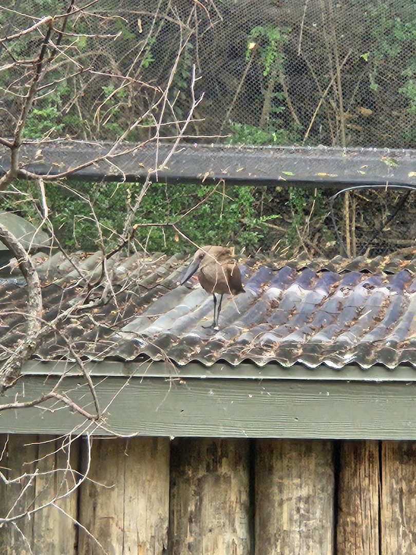 Hamerkop