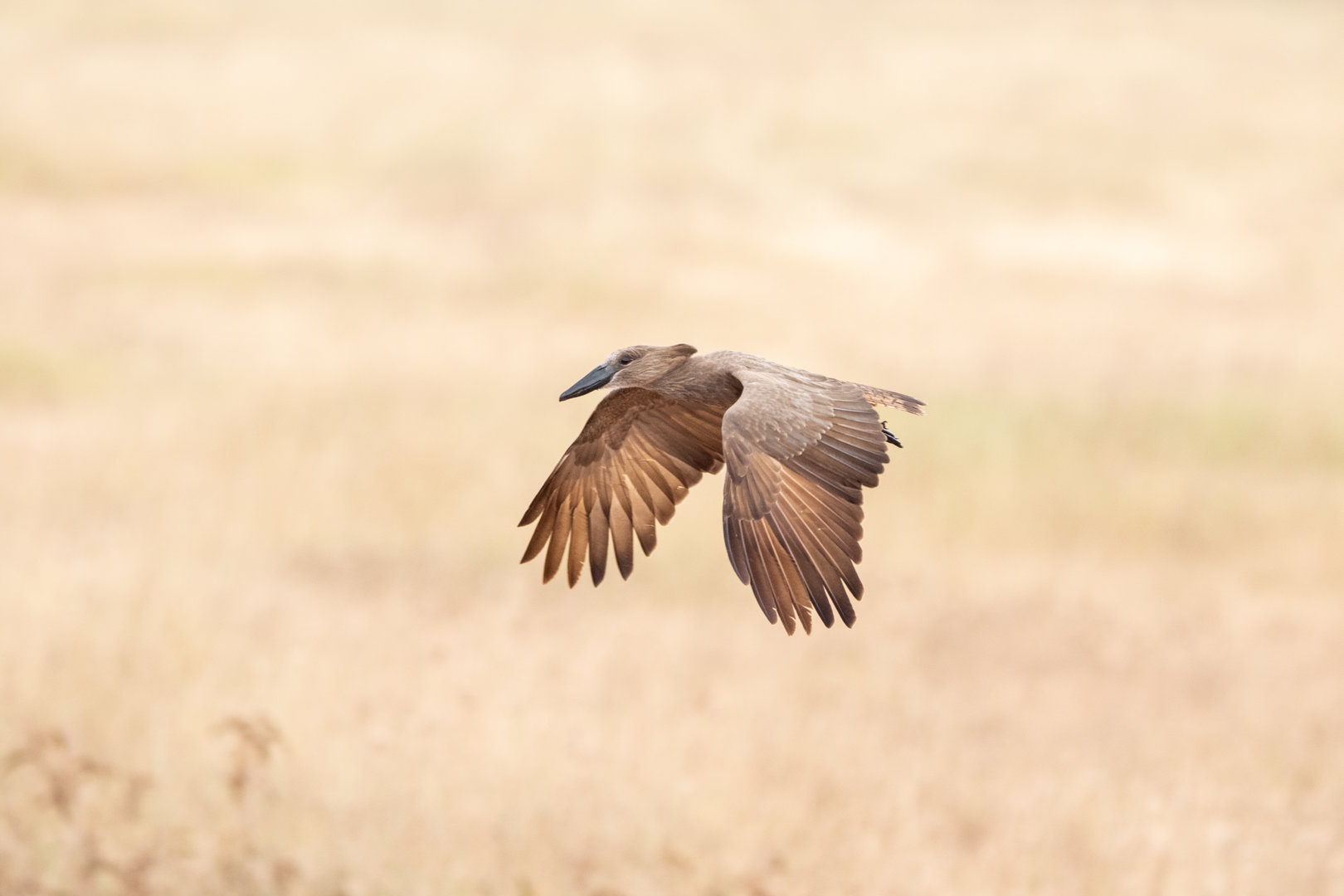 Hamerkop