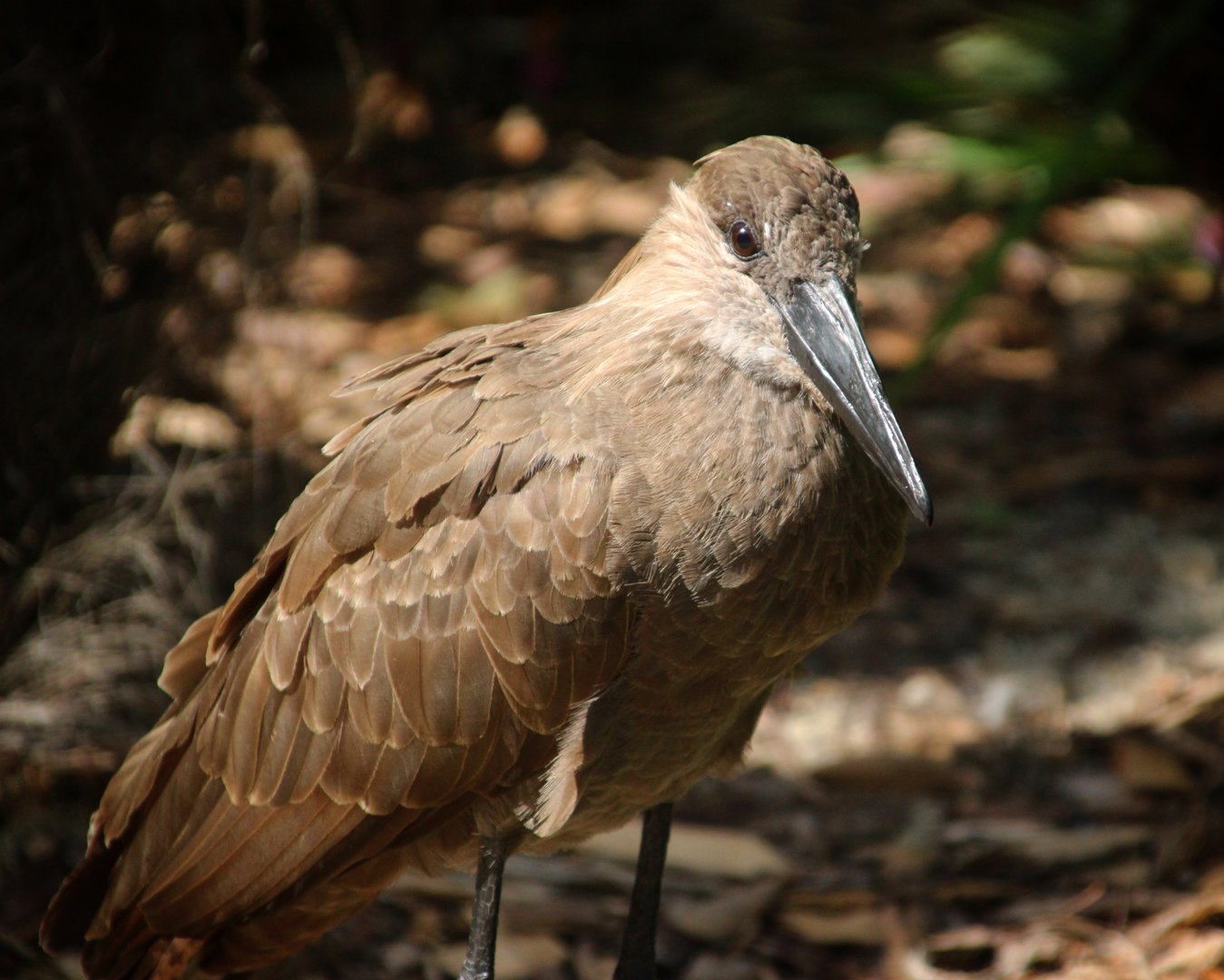 Hamerkop
