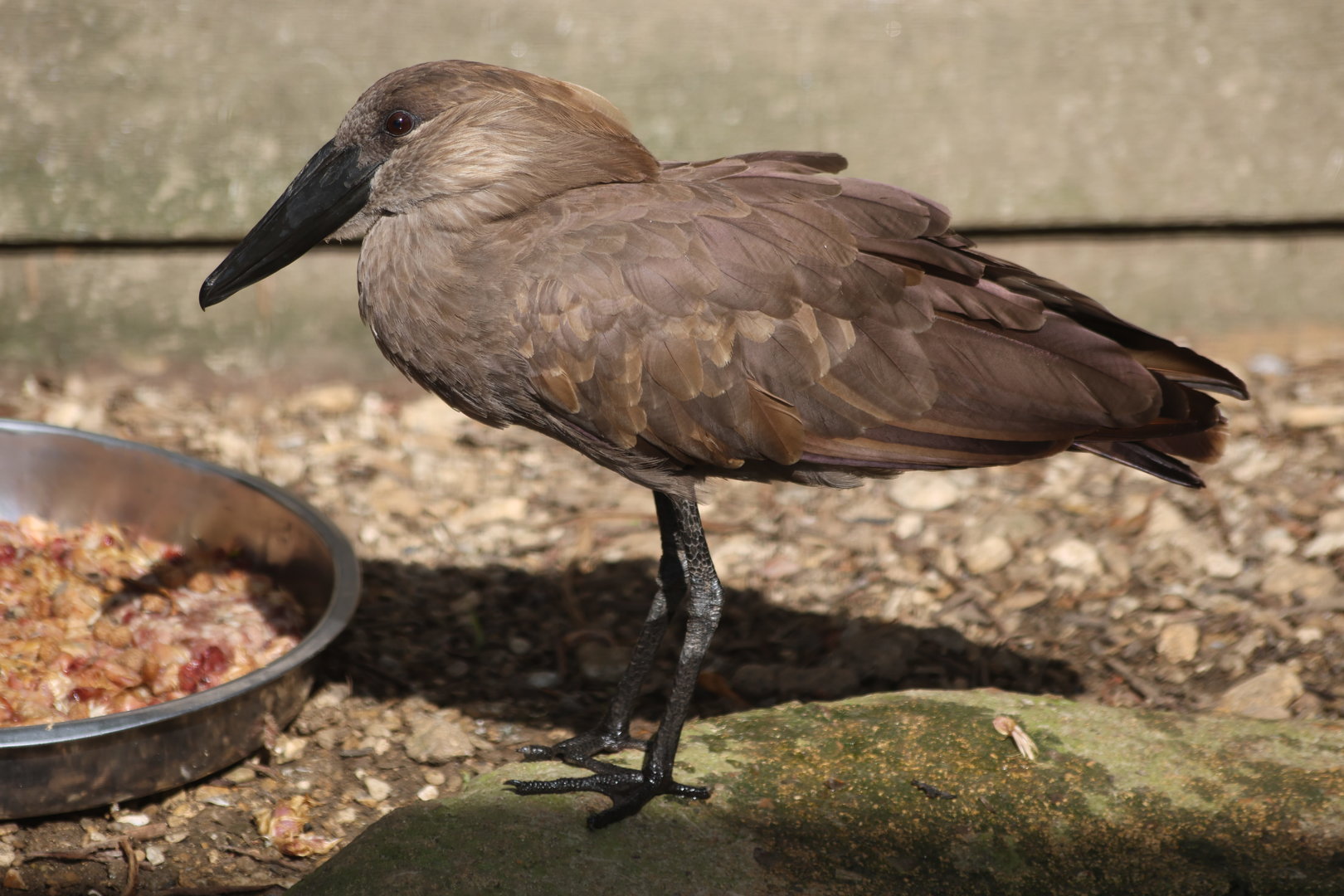 Hamerkop