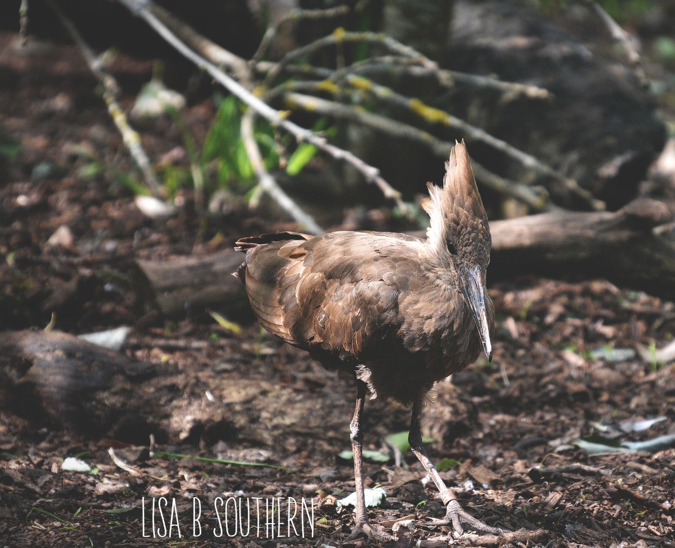 Hamerkop