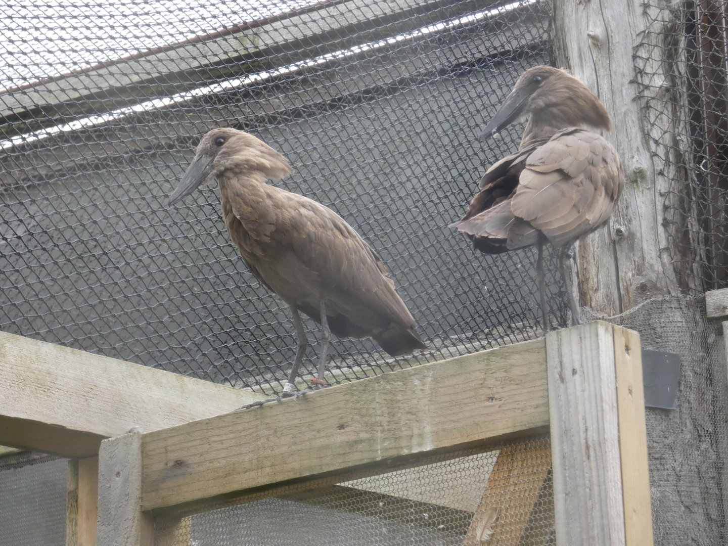 Hamerkop