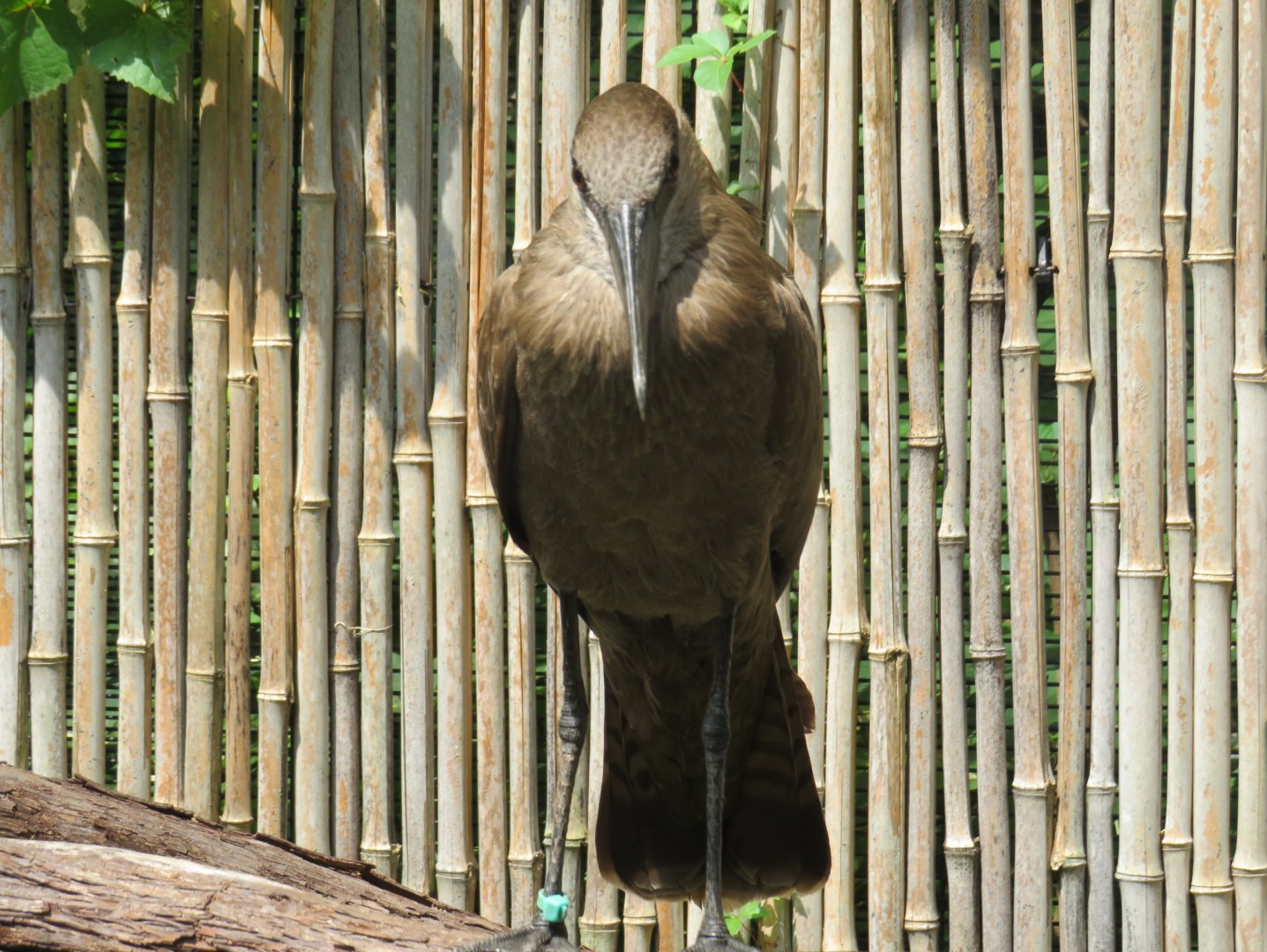 Hamerkop