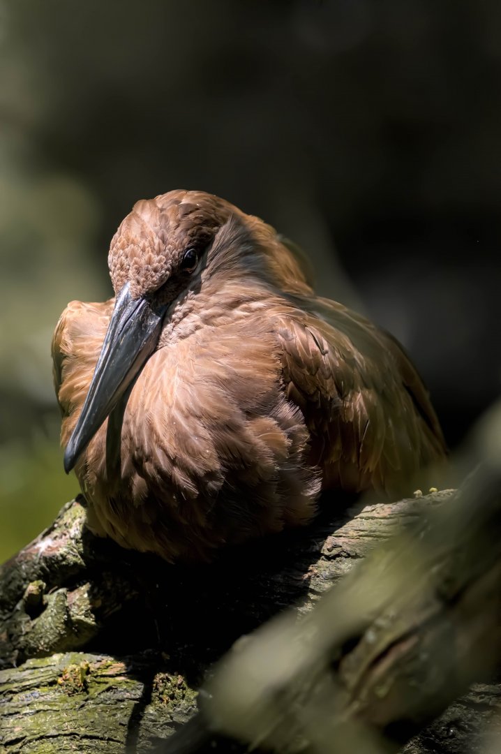 Hamerkop