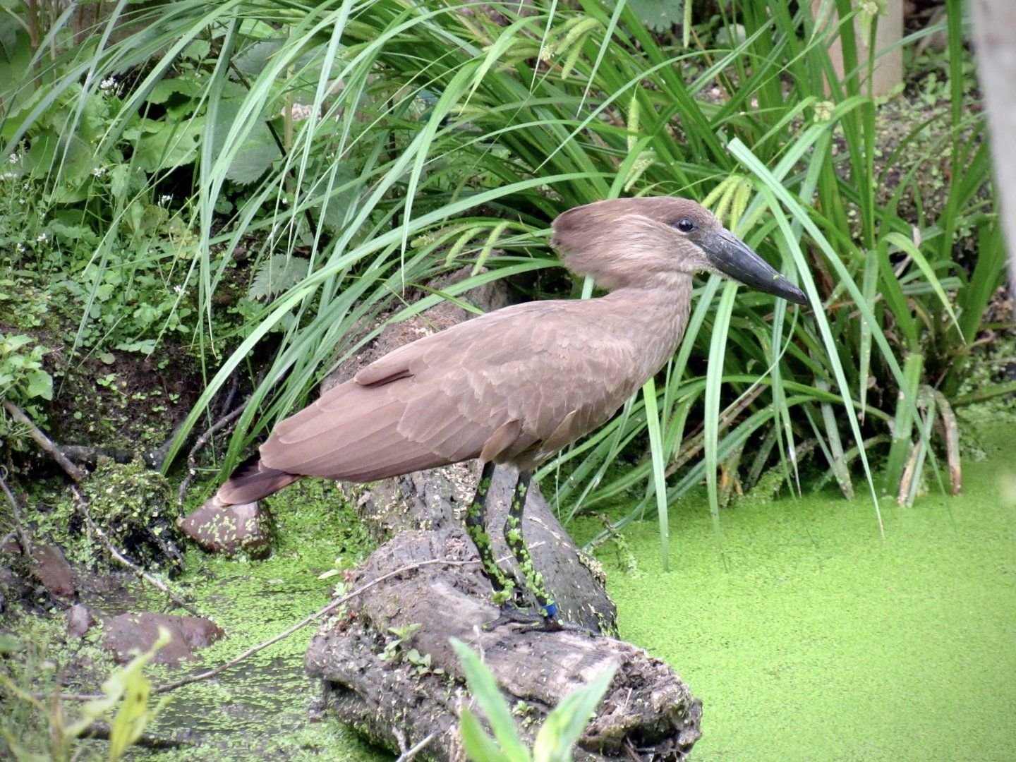 Hamerkop