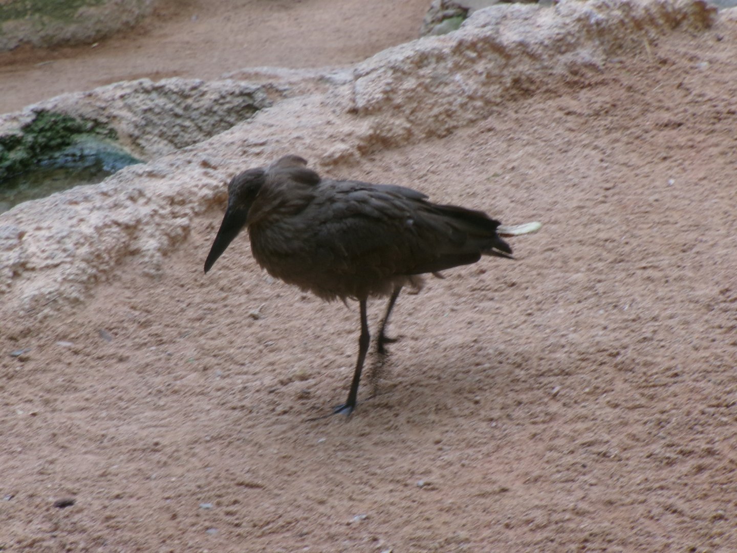 Hamerkop