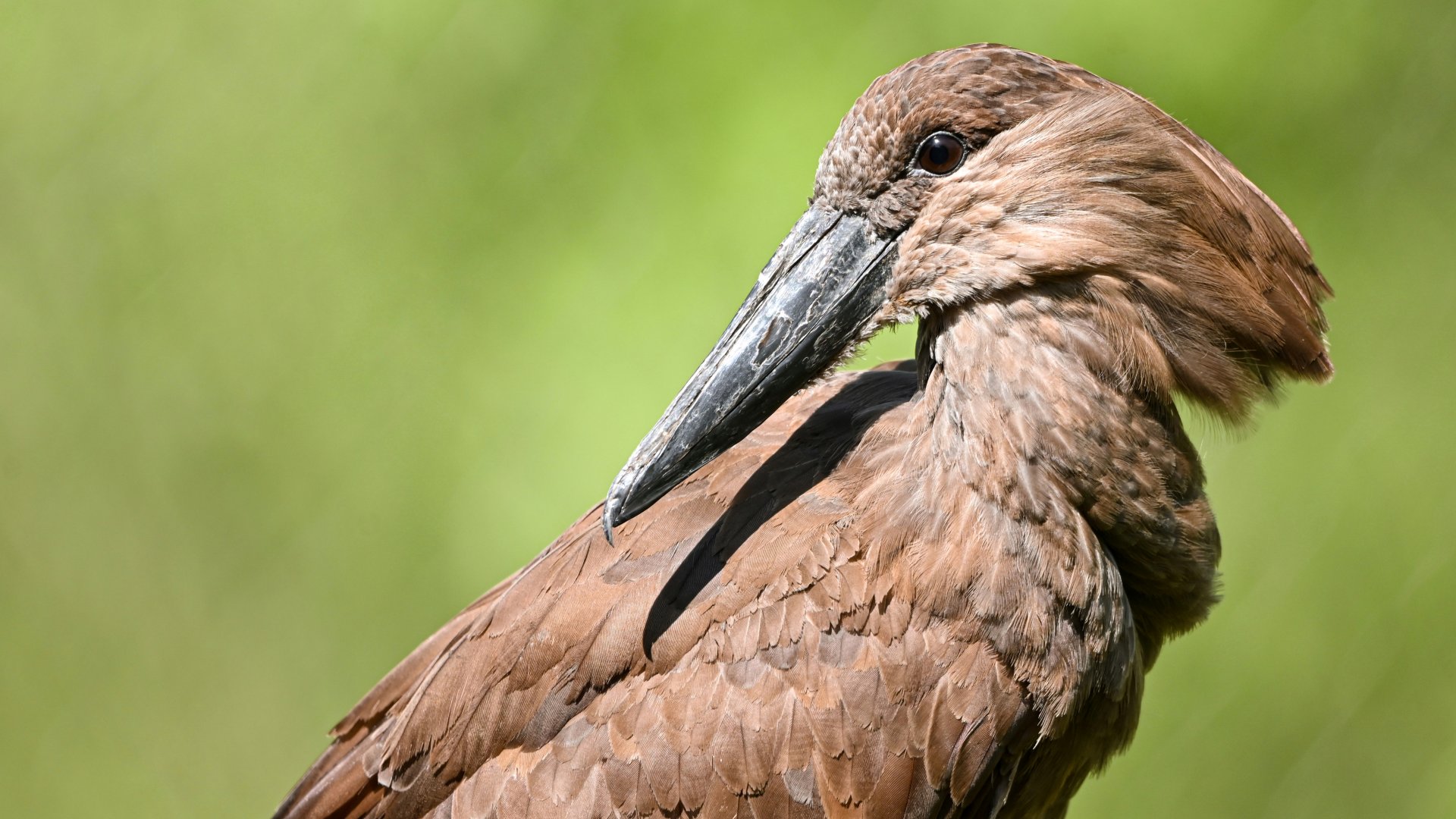 Hamerkop