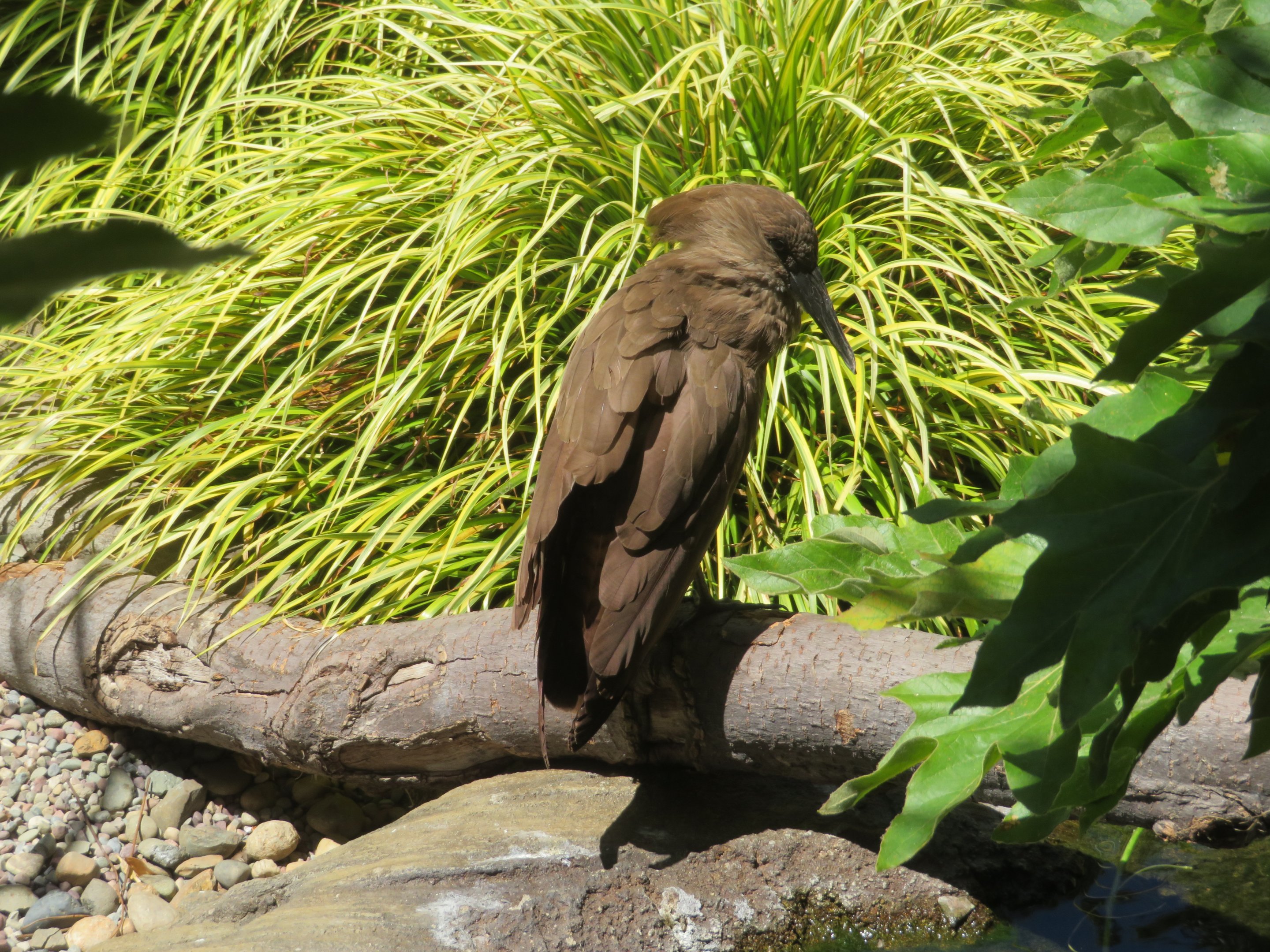 Hamerkop