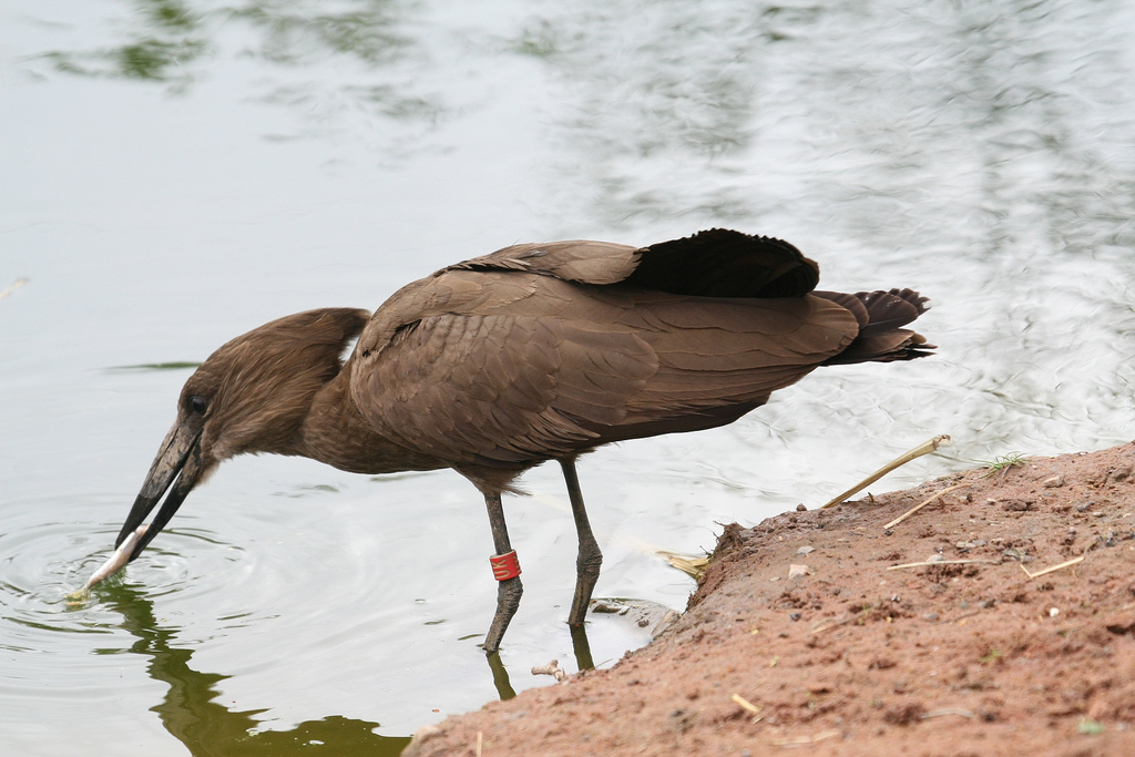Hamerkop