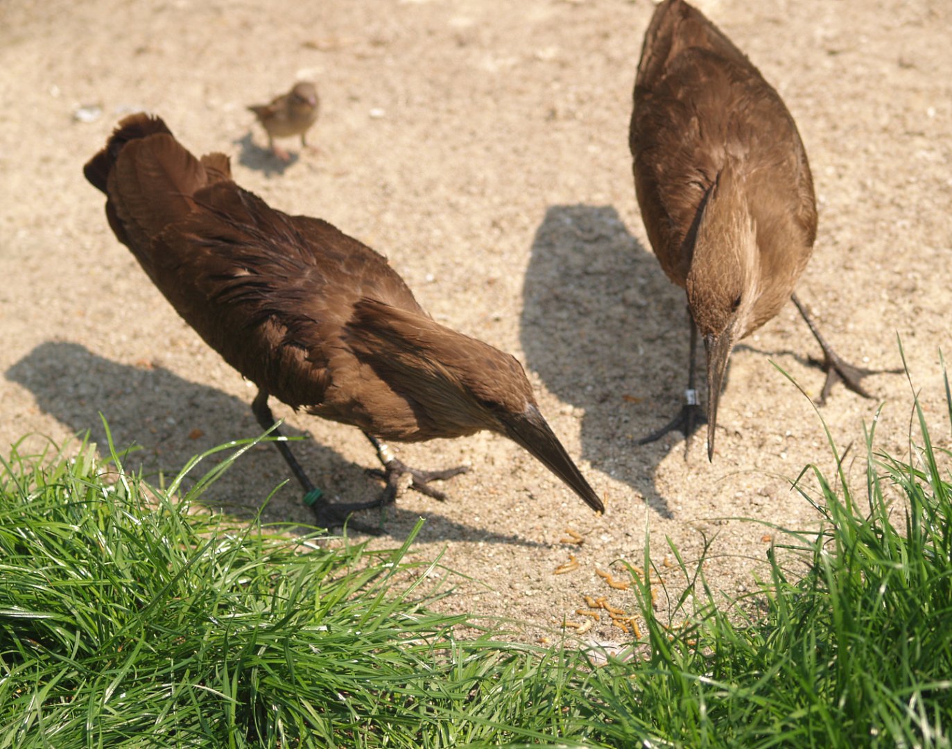 Hamerkops (Scopus umbretta) eating mealworms, May 2006