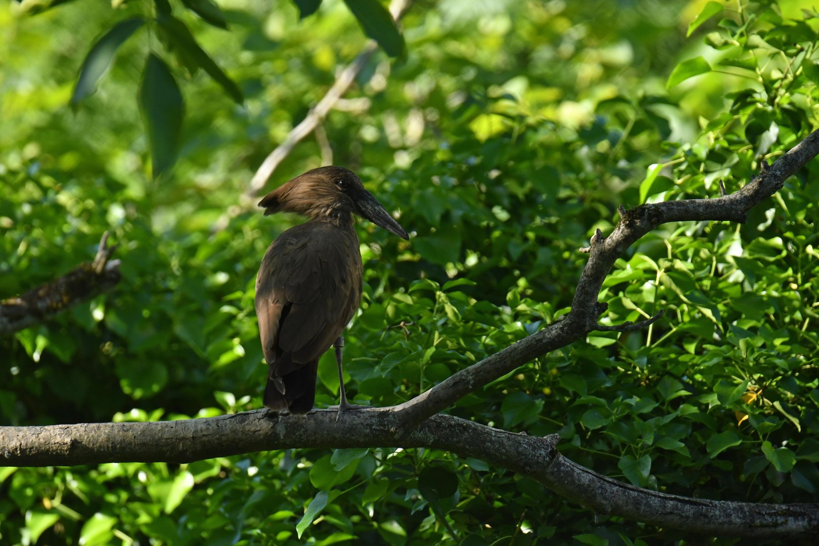 Hamerkp (Scopus umbretta)