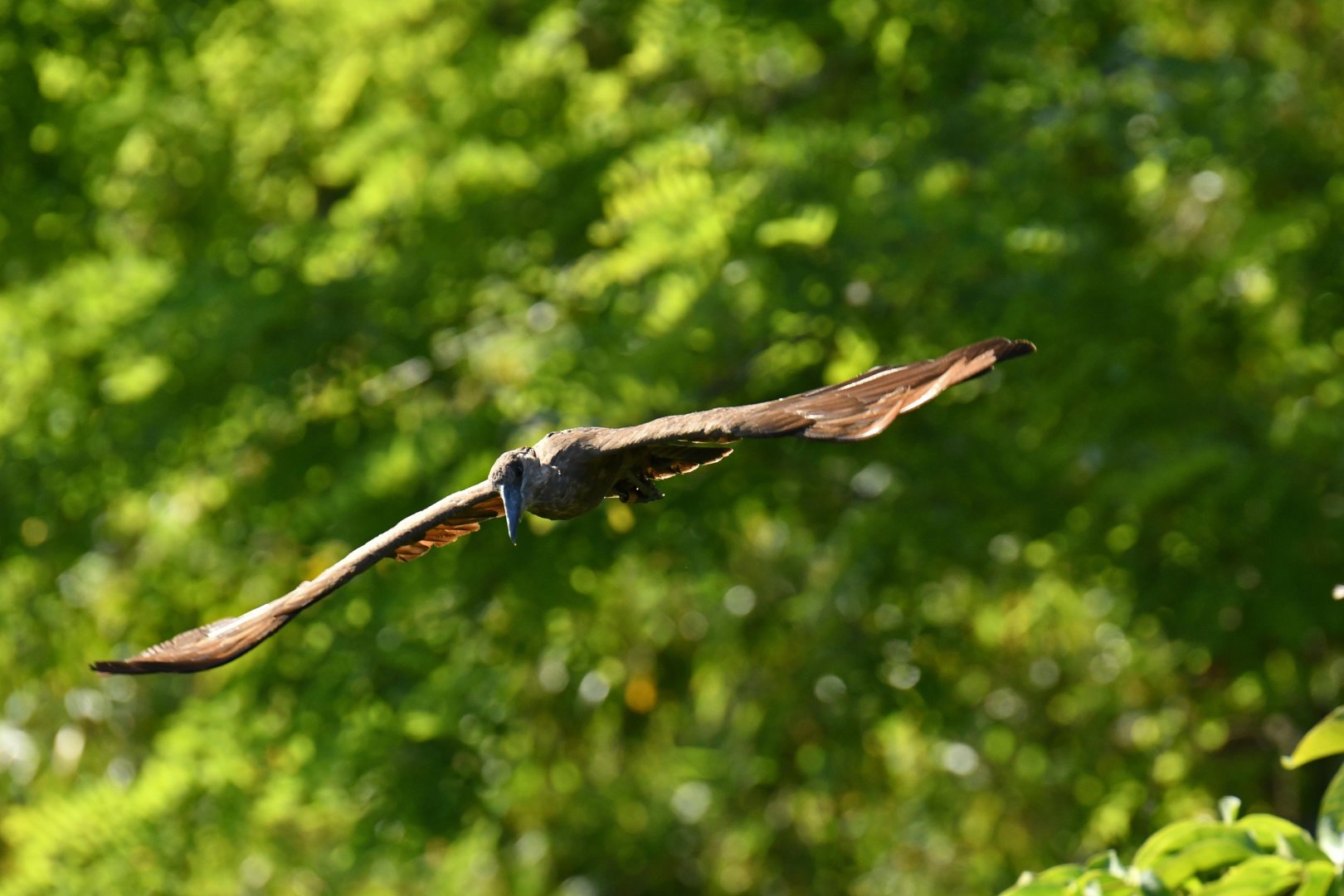 Hamerkp (Scopus umbretta)