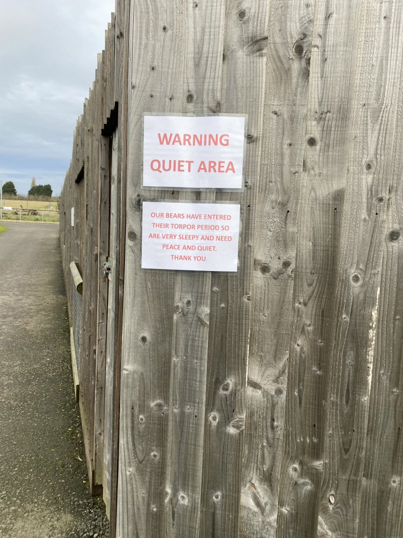 Hamerton, bears entering torpor