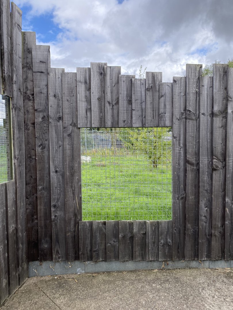 Hamerton black backed jackal enclosure, far side viewing