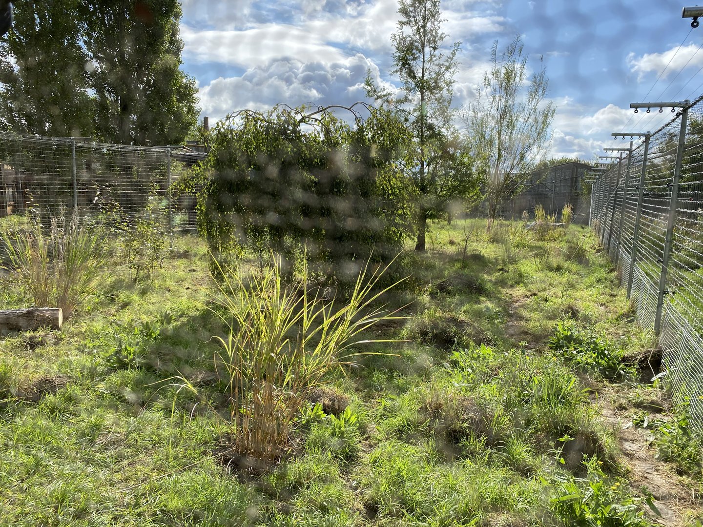 Hamerton, black backed jackal enclosure