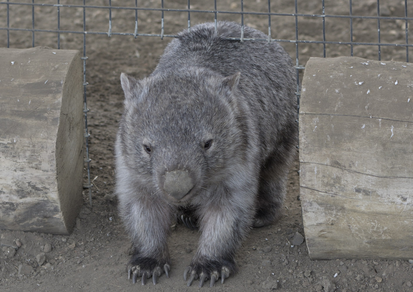 Hamerton patent wombat backscratcher
