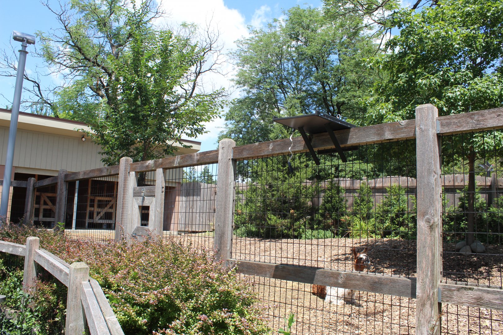 Hamil Family Wild Encounters - Llama & Alpaca Exhibit