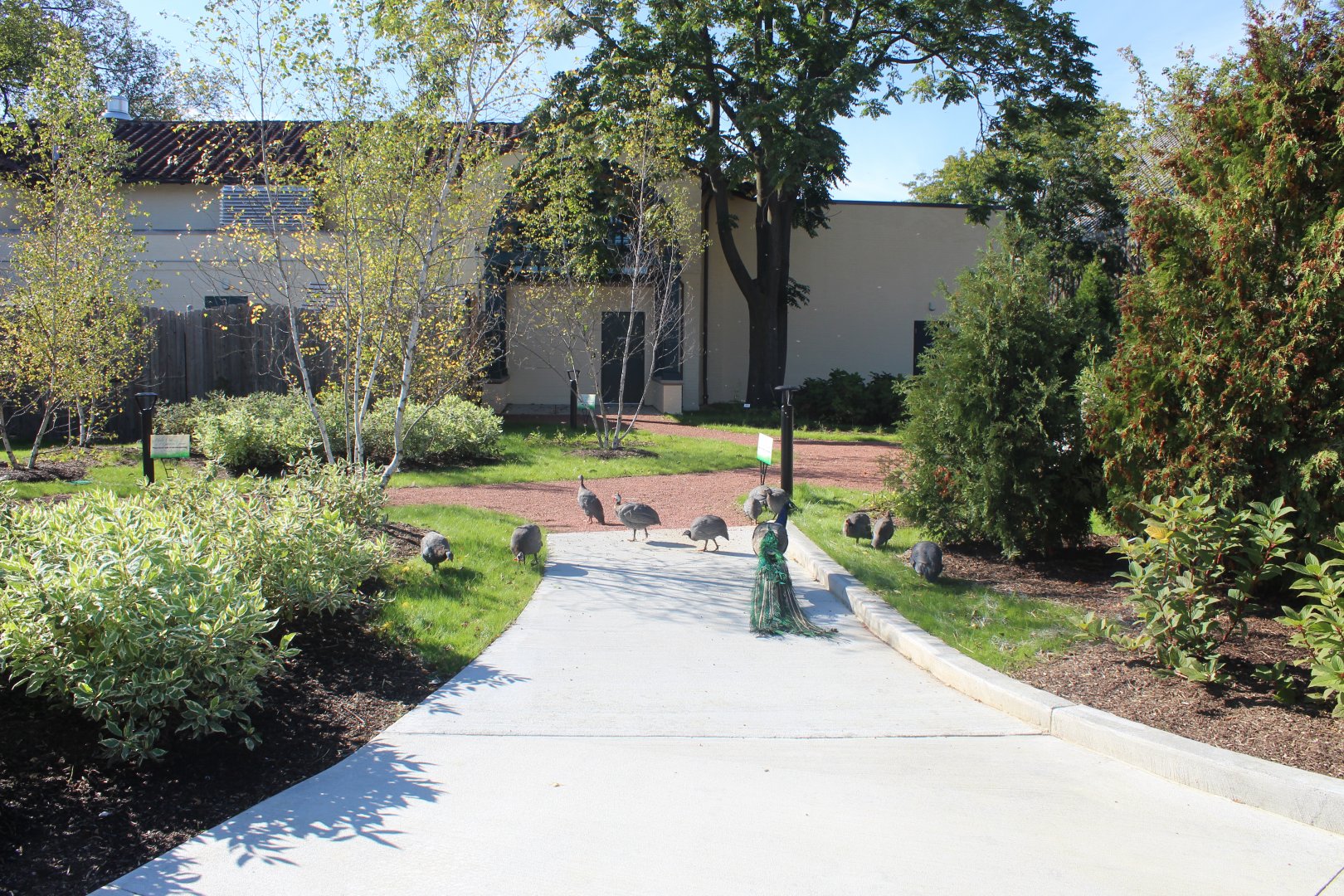 Hamill Family Nature Plaza - Overview (With Free-Ranging Gunieafowl and Peafowl)