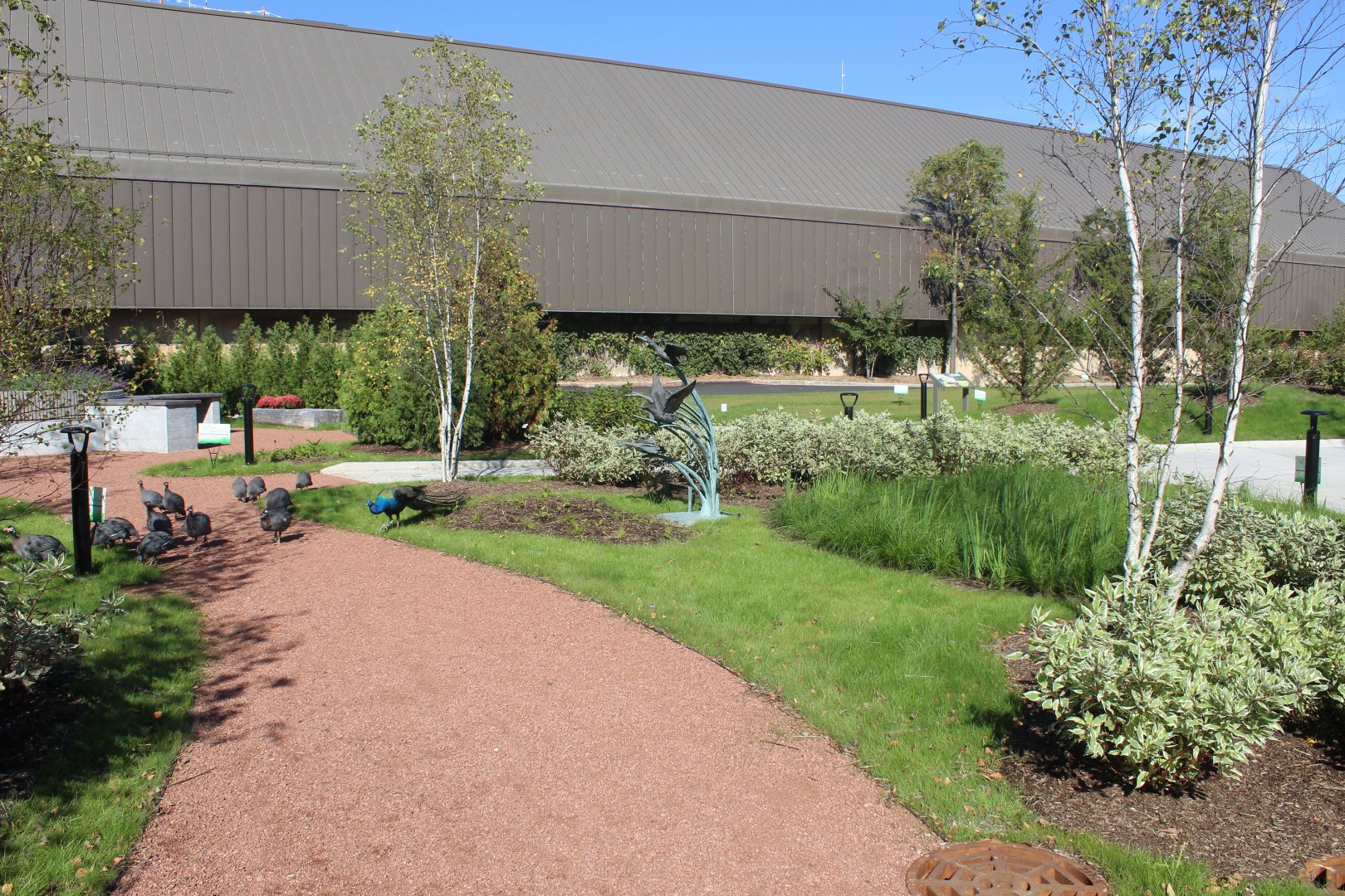Hamill Family Nature Plaza - Overview (With Free-Ranging Gunieafowl and Peafowl)