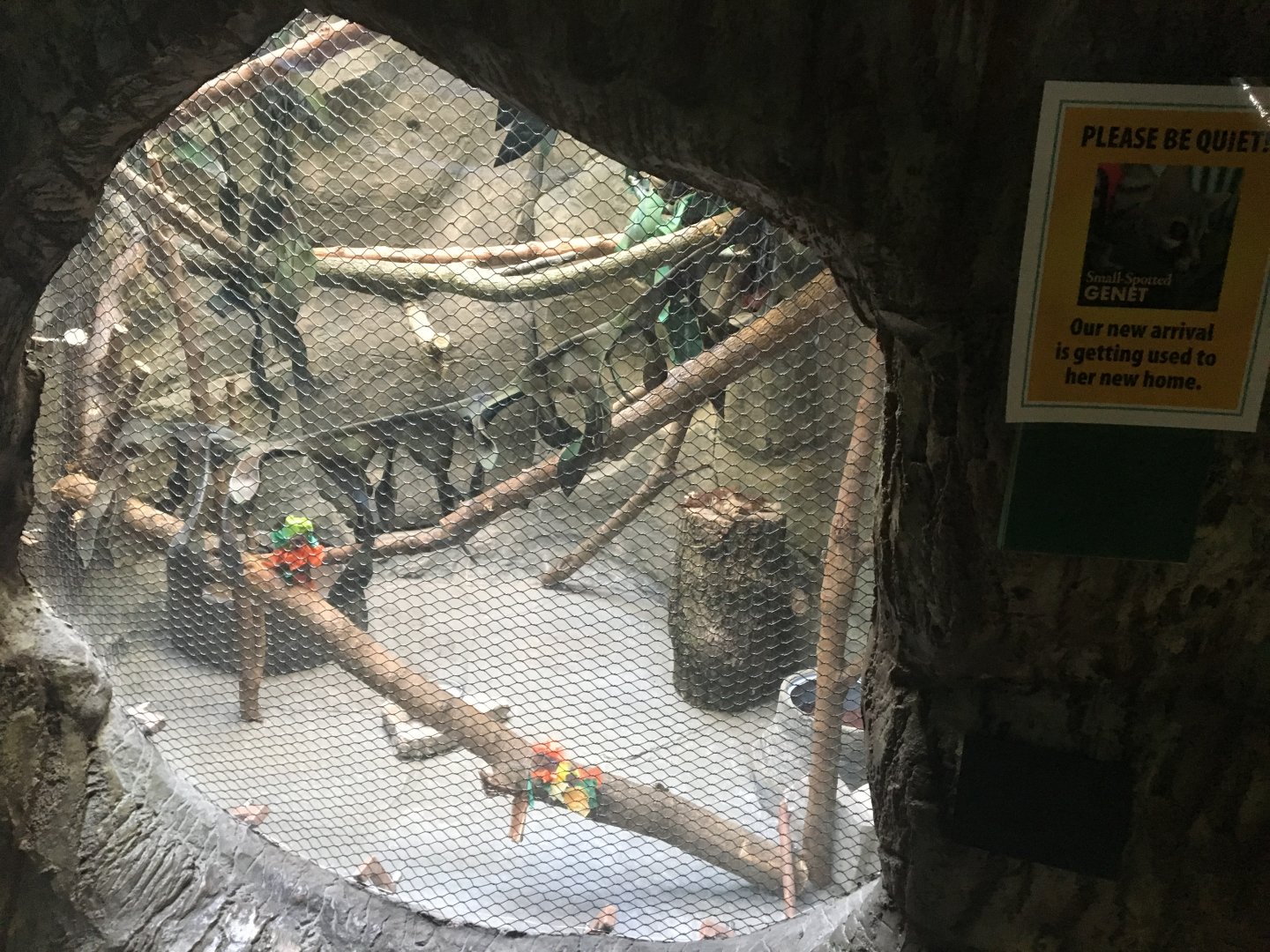 Hamill Family Play Zoo - Former kookaburra exhibit now a small-spotted genet exhibit