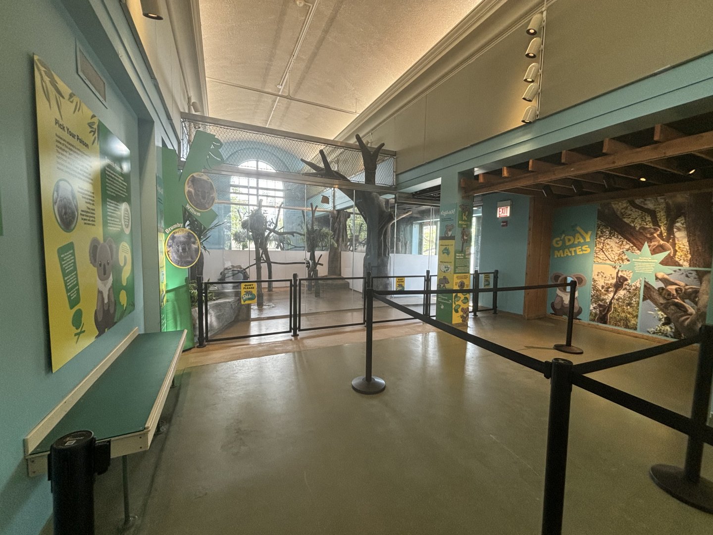 Hamill Family Play Zoo - Indoor Koala Exhibit