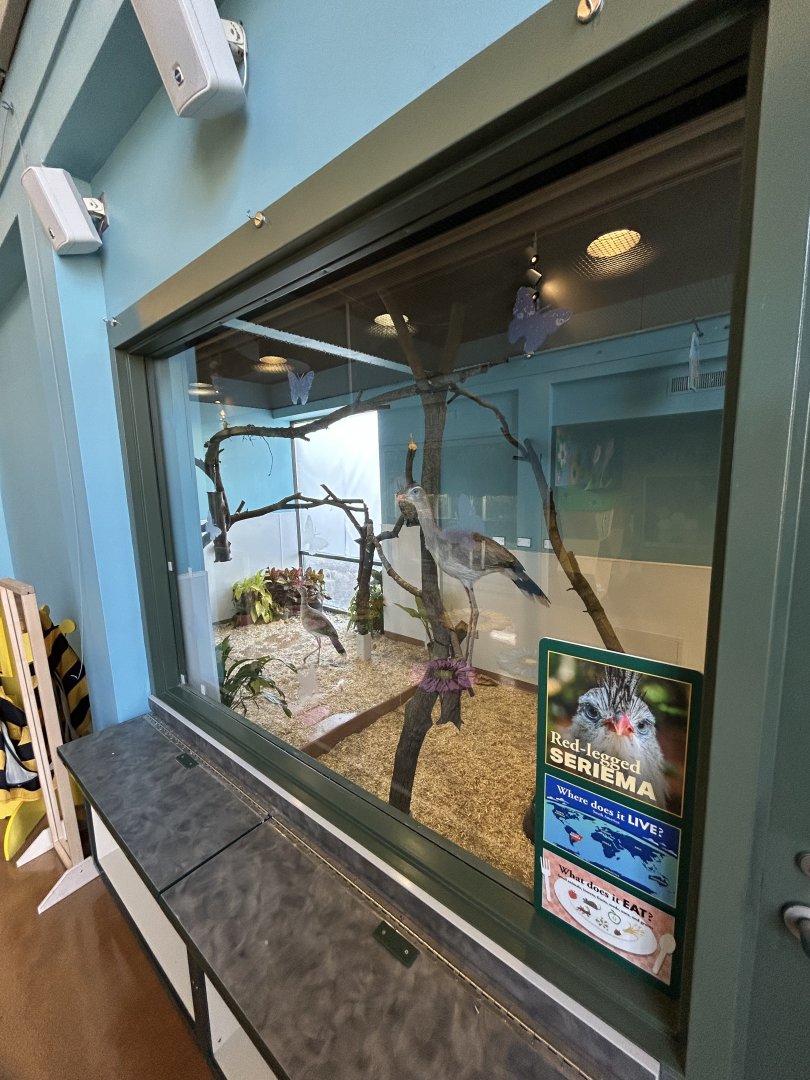 Hamill Family Play Zoo- new indoor Red-legged Seriema exhibit.