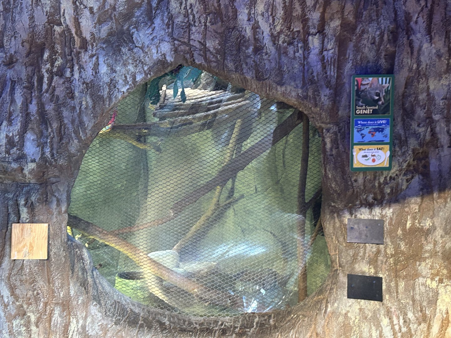 Hamill Family Play Zoo- Small-Spotted Genet