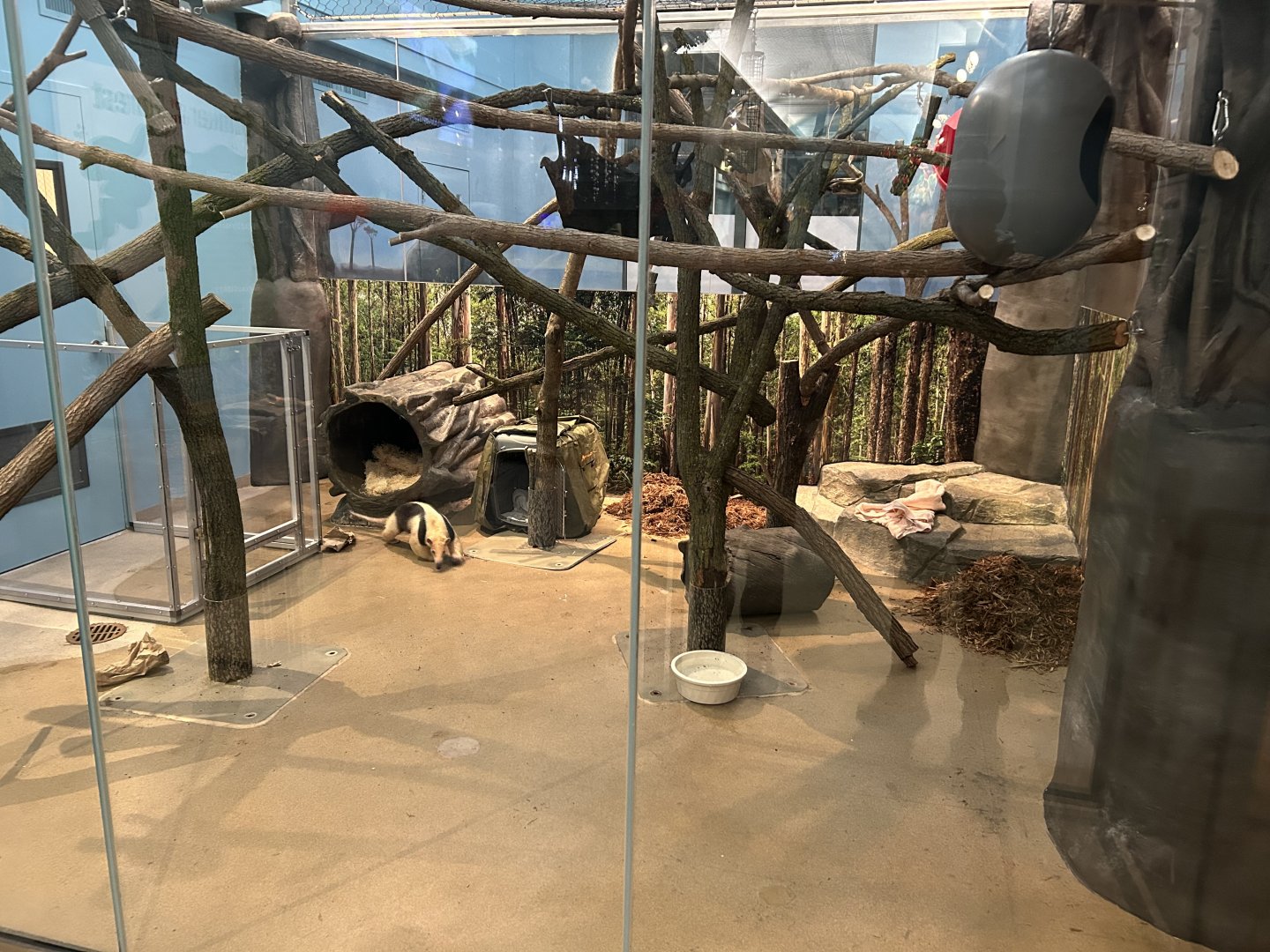 Hamill Family Play Zoo- tamandua exhibit