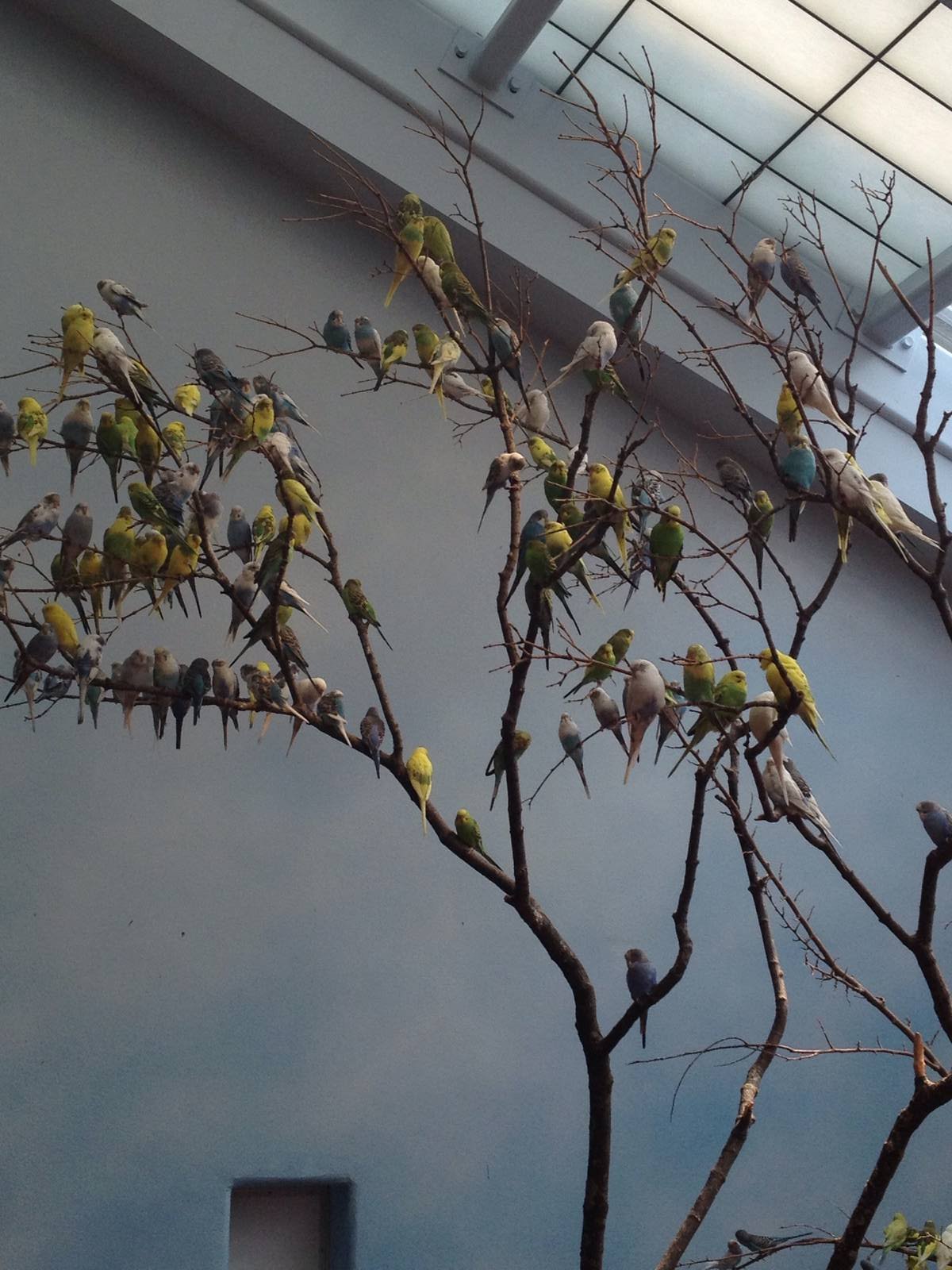 Hamill Family Wild Encounters-Parakeets