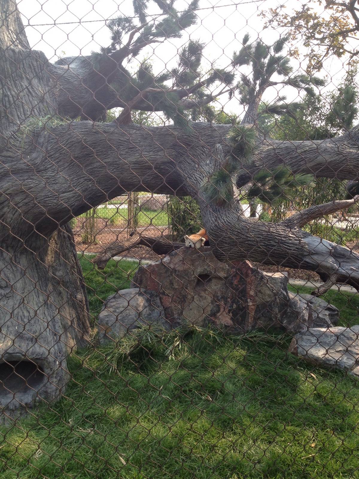 Hamill Family Wild Encounters- Red Panda