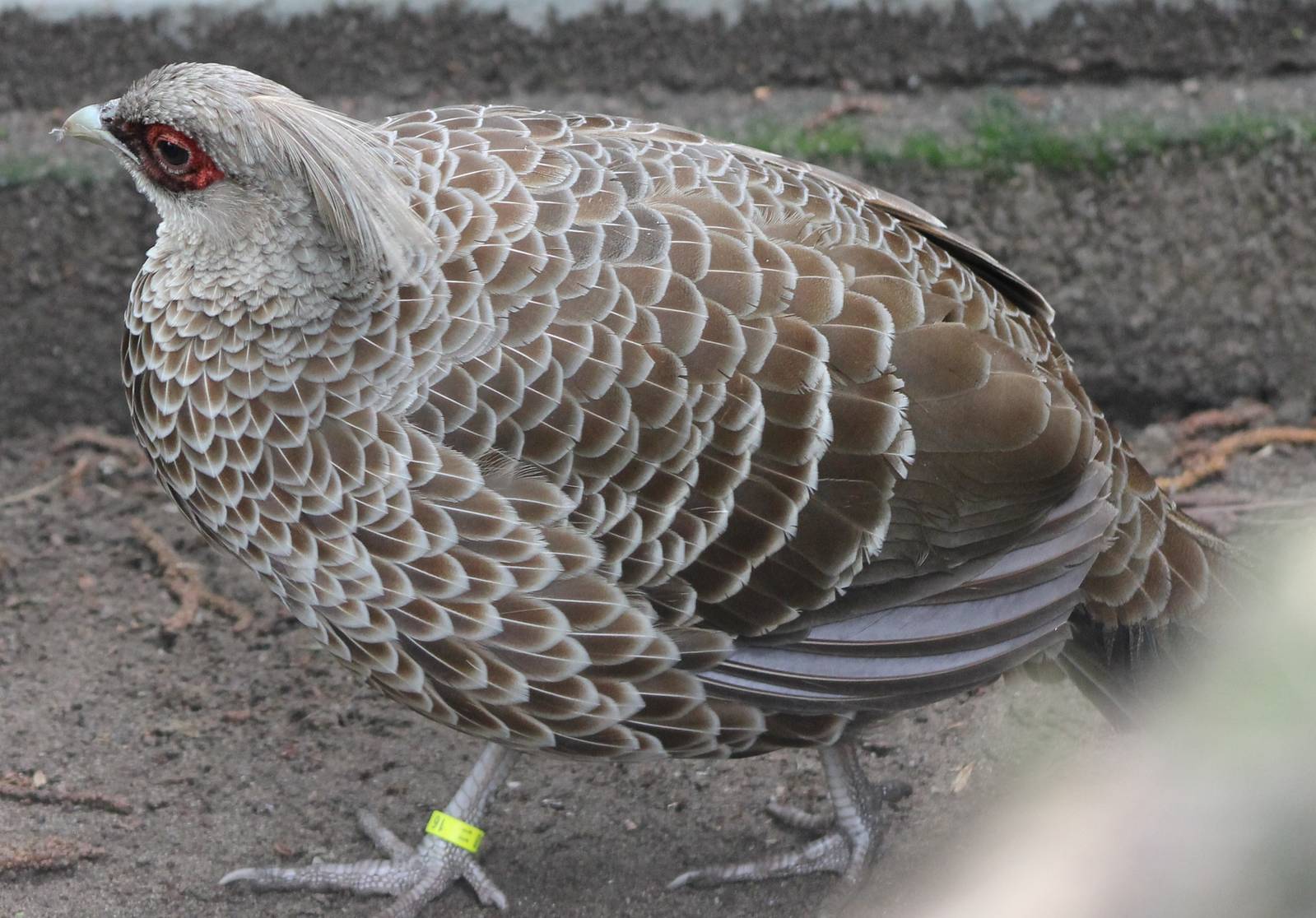 Hamilton pheasant female