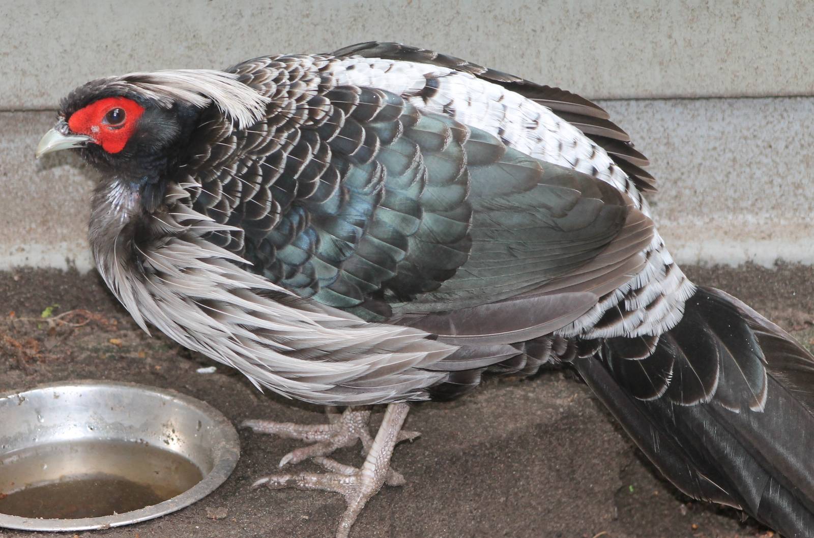 Hamilton pheasant male