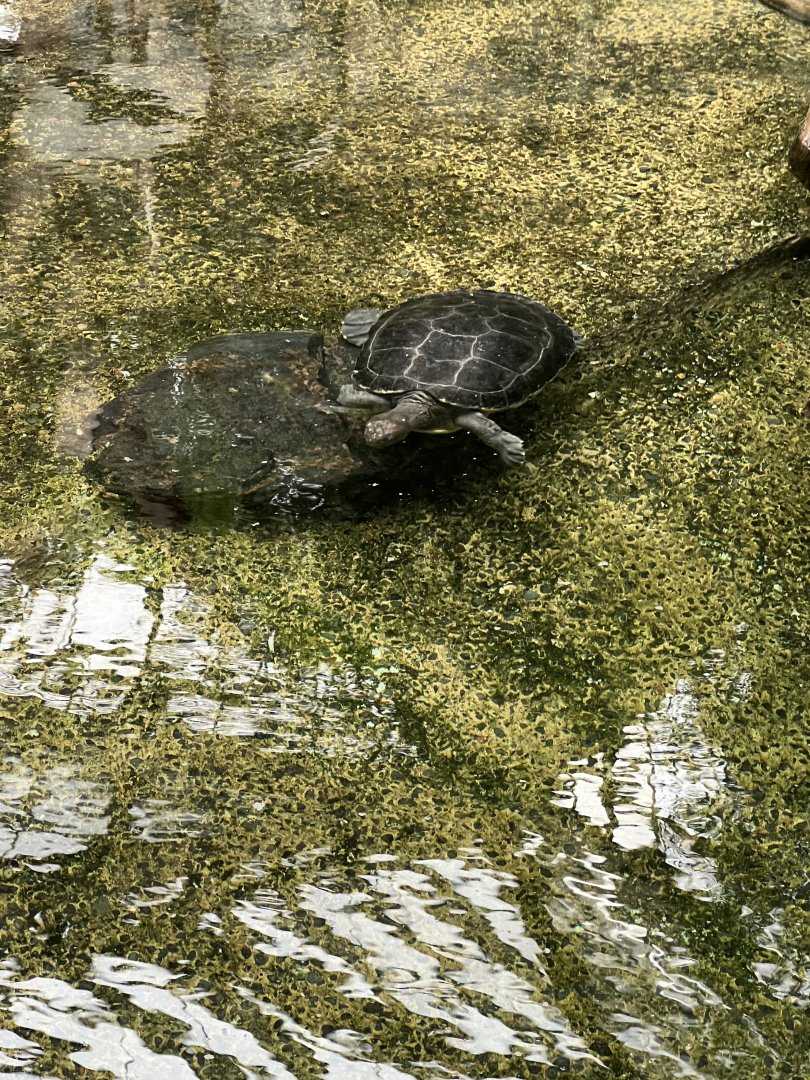 Hamilton Pond Turtle