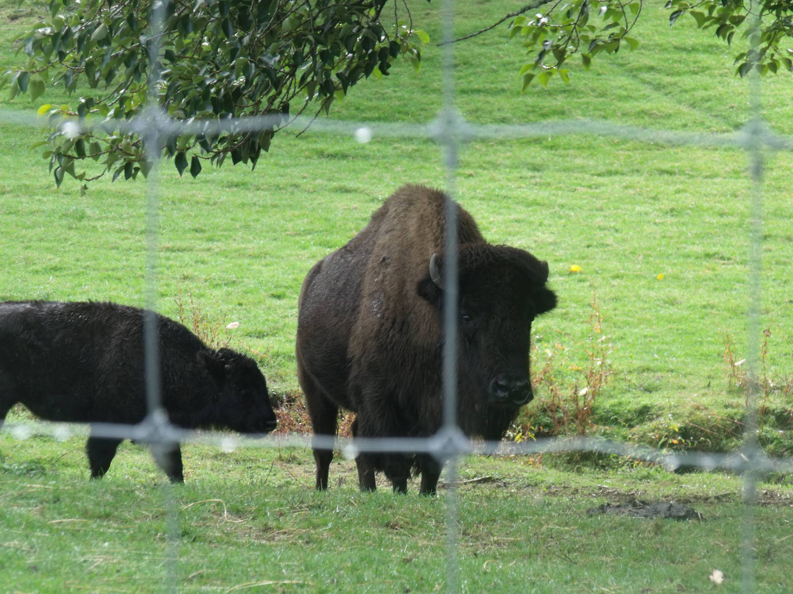 Hamilton Zoo American Bison