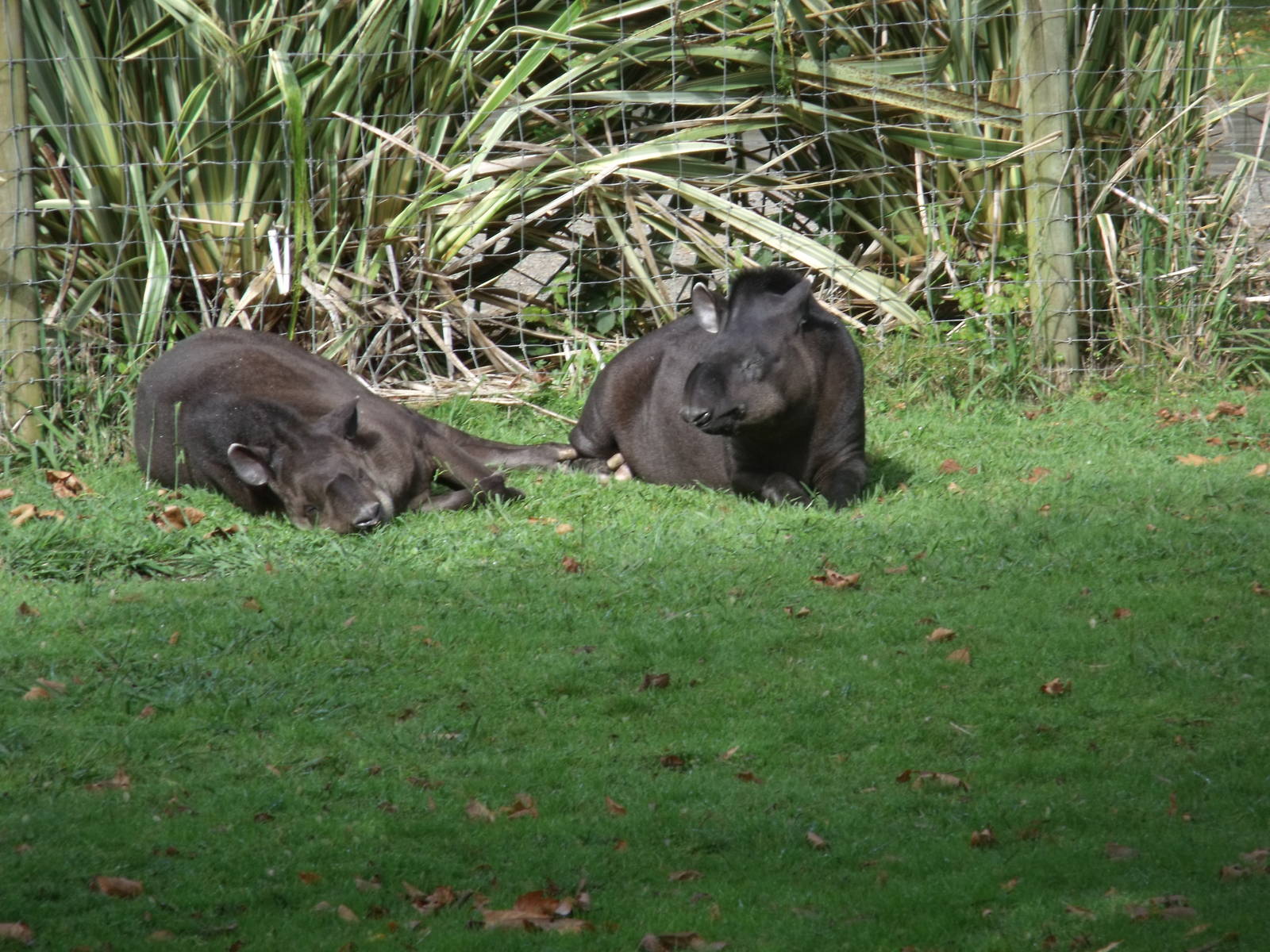 Hamilton Zoo Brazilian Tapir