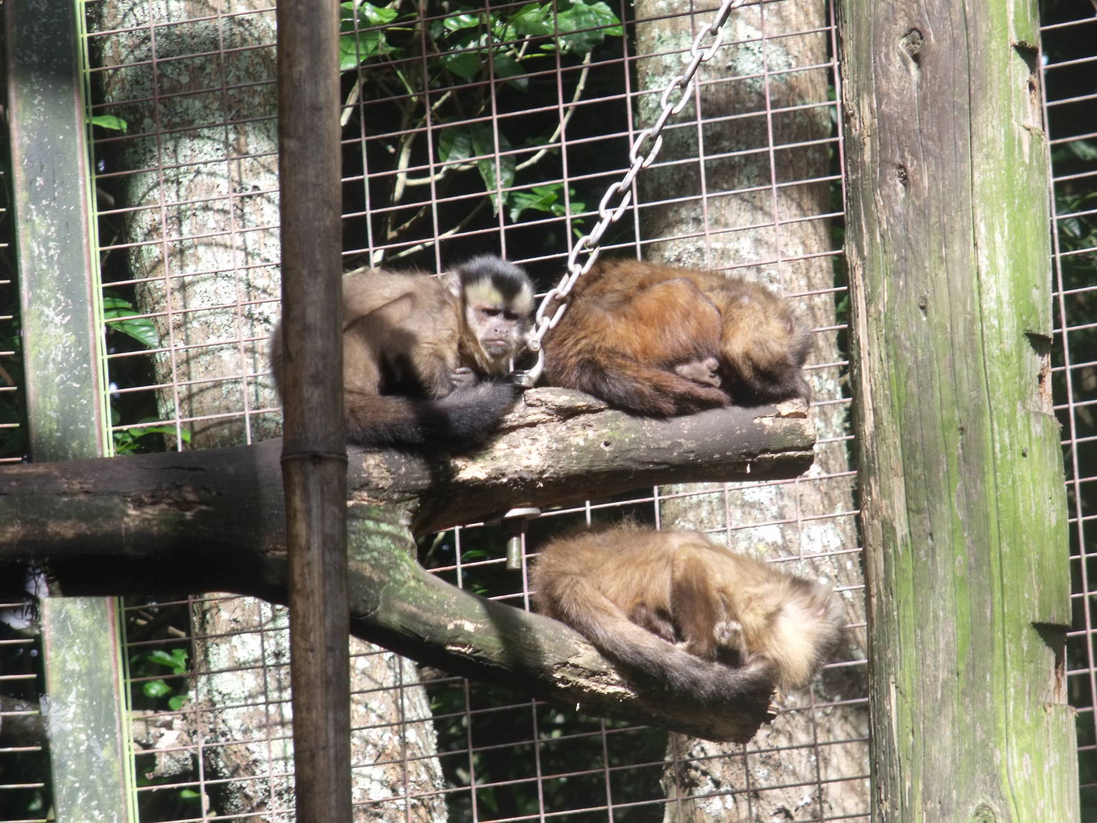 Hamilton Zoo Brown Capuchin