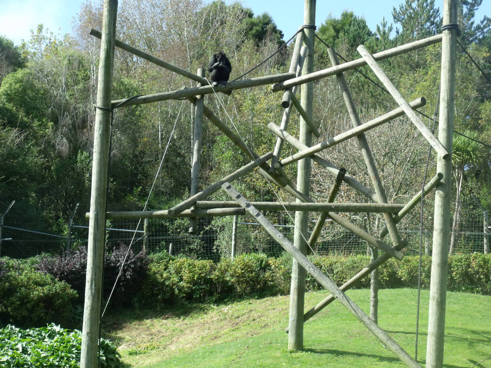 Hamilton Zoo Chimpanzee